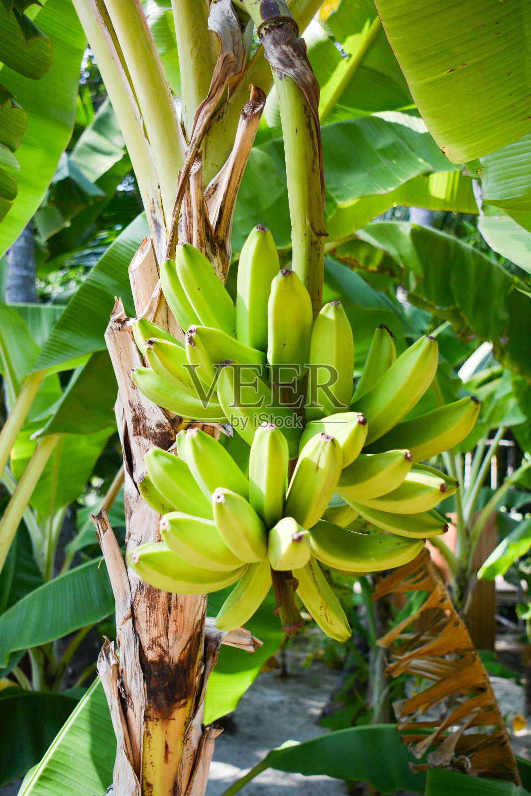 自然背景照片摄影图片