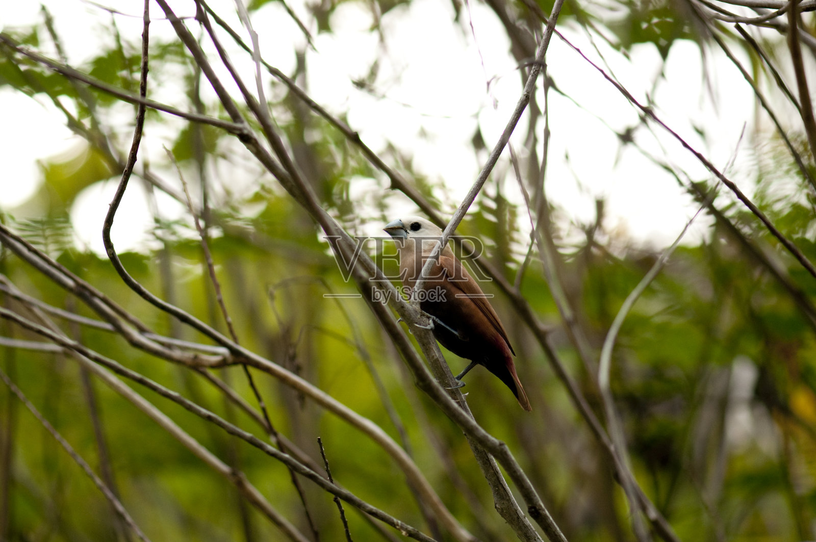 树枝上的白头文鸟照片摄影图片