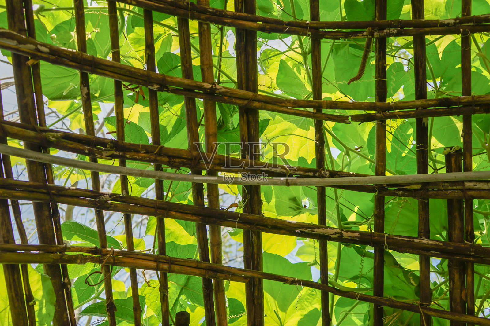 背景是竹篱笆和后面的绿色植物照片摄影图片