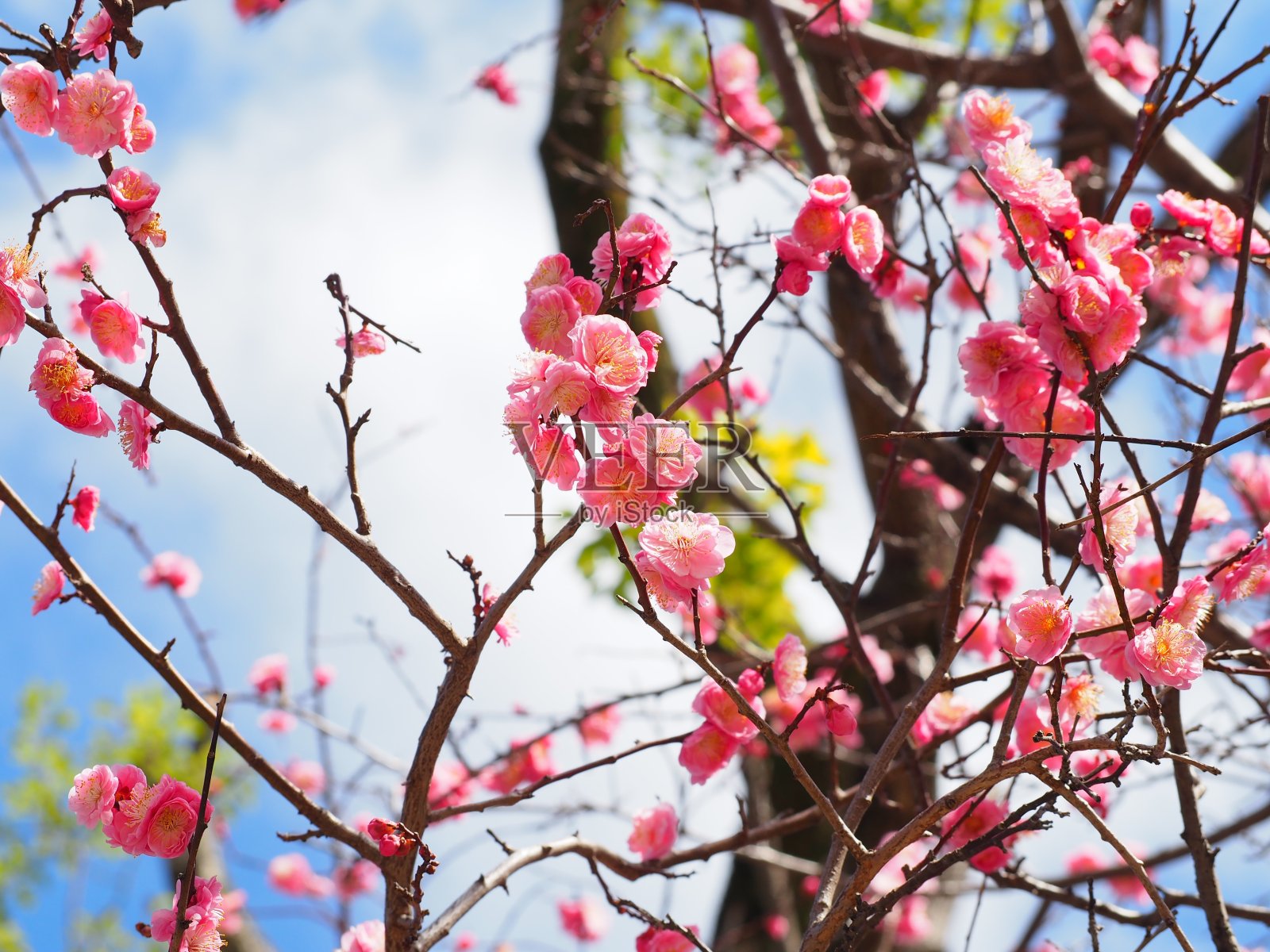李子照片摄影图片