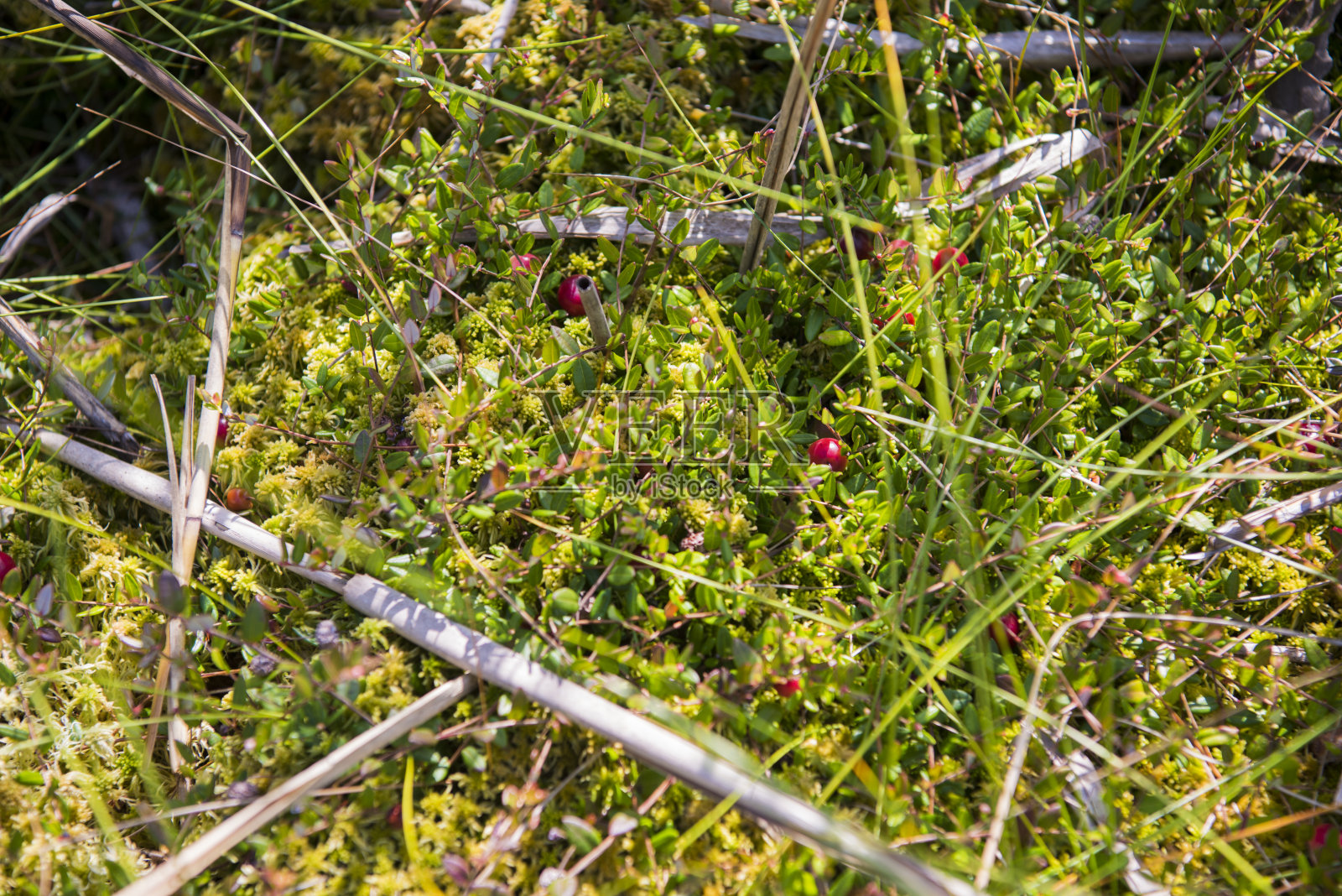 红莓生长在绿色沼泽。照片摄影图片