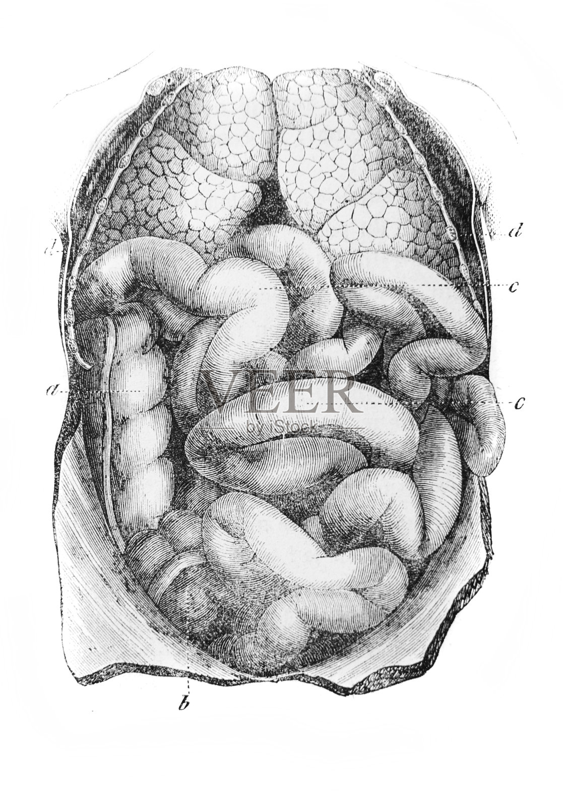 《外科解剖学》中的肠，作者B. Anger, 1869年，巴黎插画图片素材
