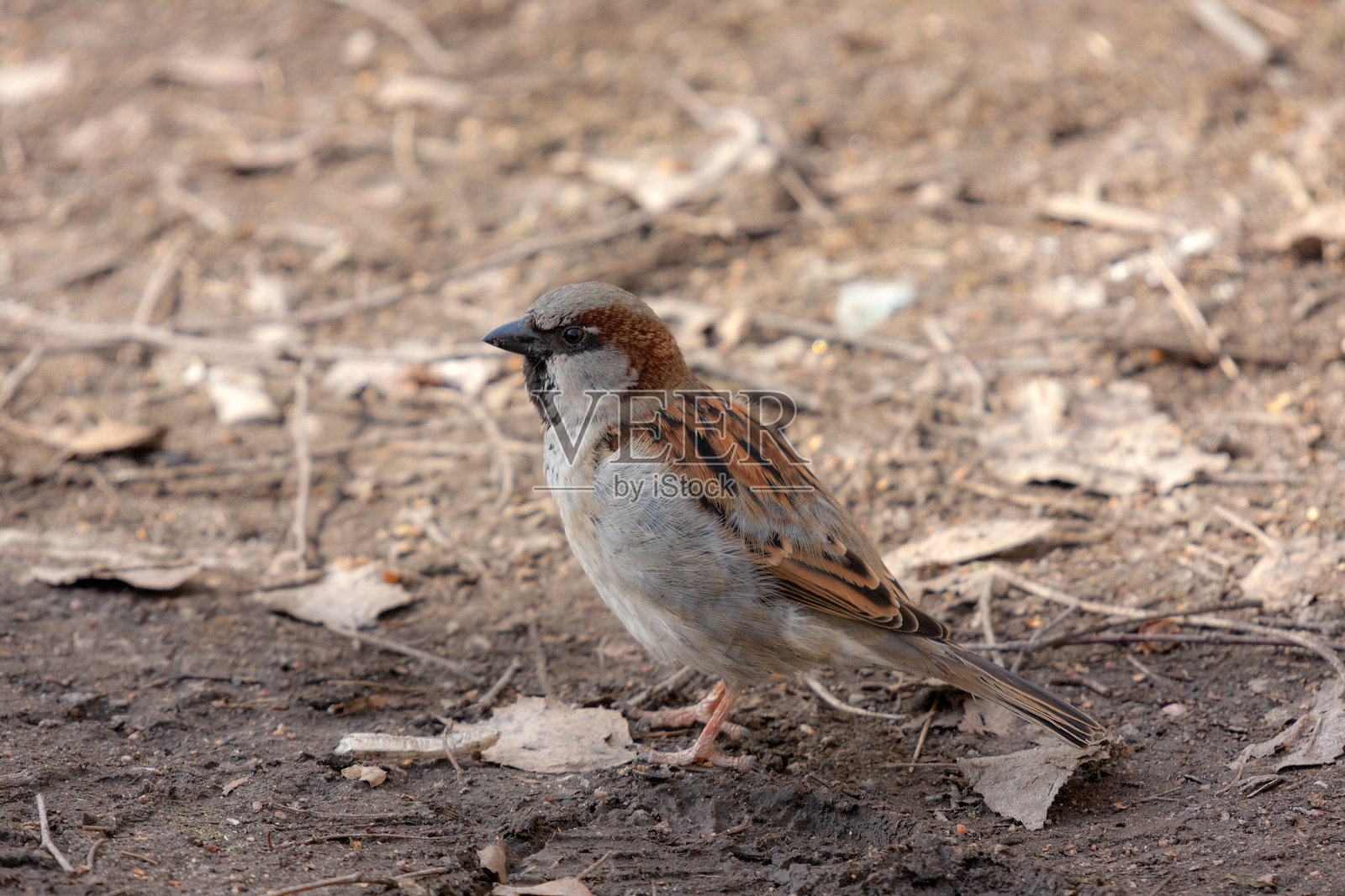 麻雀的画像照片摄影图片