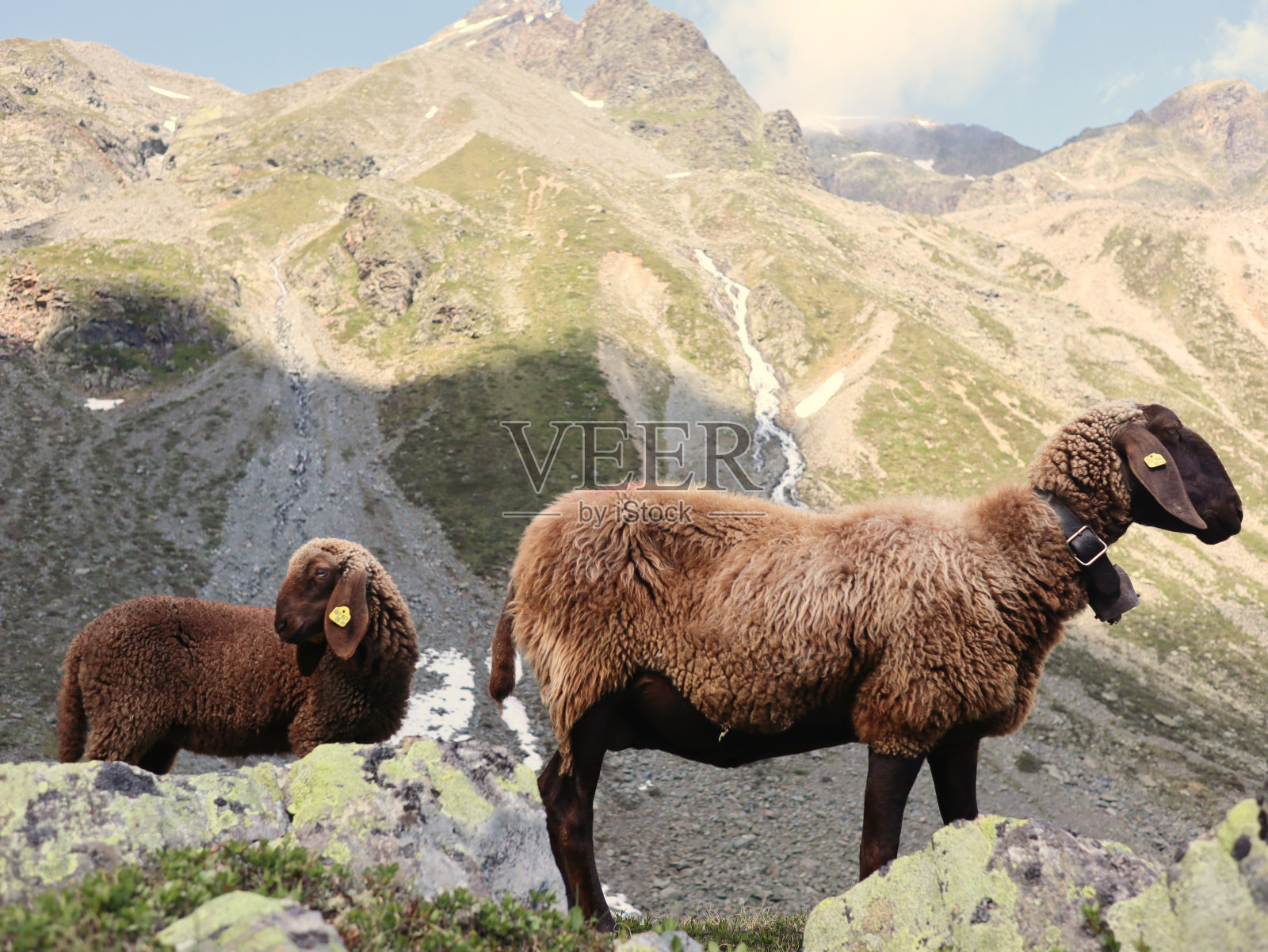 珍稀棕色阿尔卑斯羊的特写照片，长耳朵的Tiroler Bergschaf羊站在奥地利阿尔卑斯山照片摄影图片