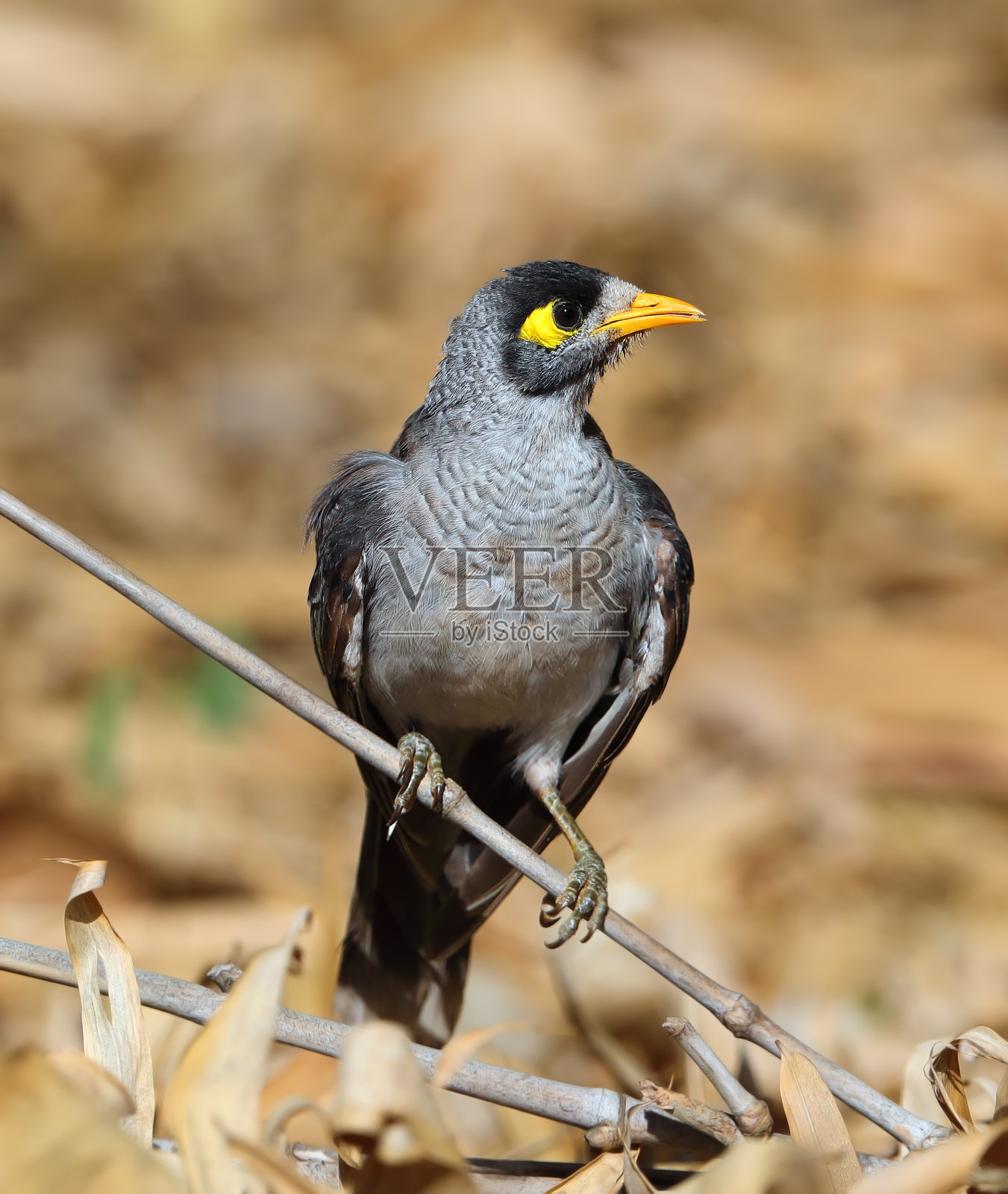 吵闹的矿工(马努里纳黑木耳)照片摄影图片