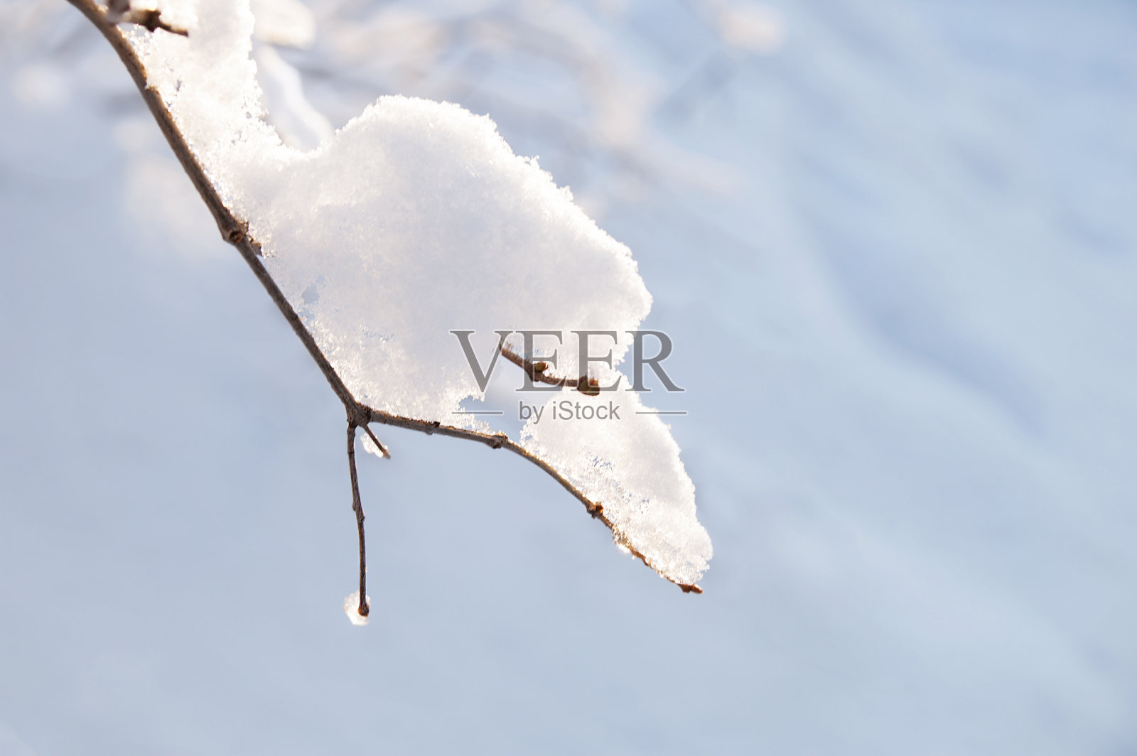 树枝在冰雪中，在冬天的午后户外特写。照片摄影图片