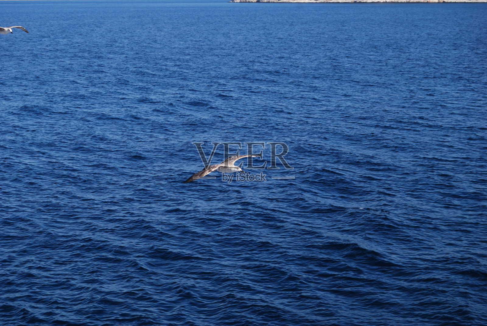 海鸥照片摄影图片