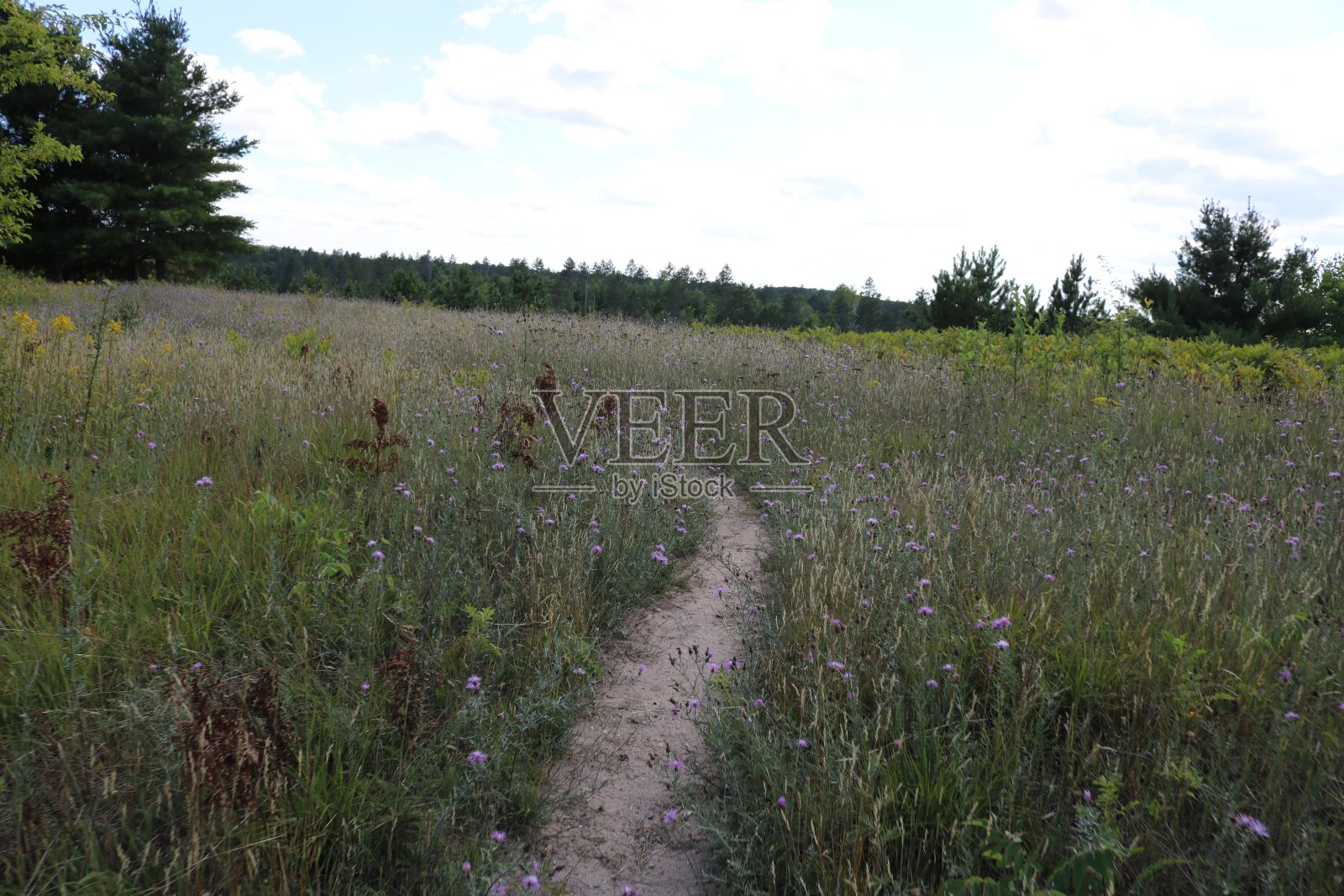 密歇根州的Trail Through Field照片摄影图片