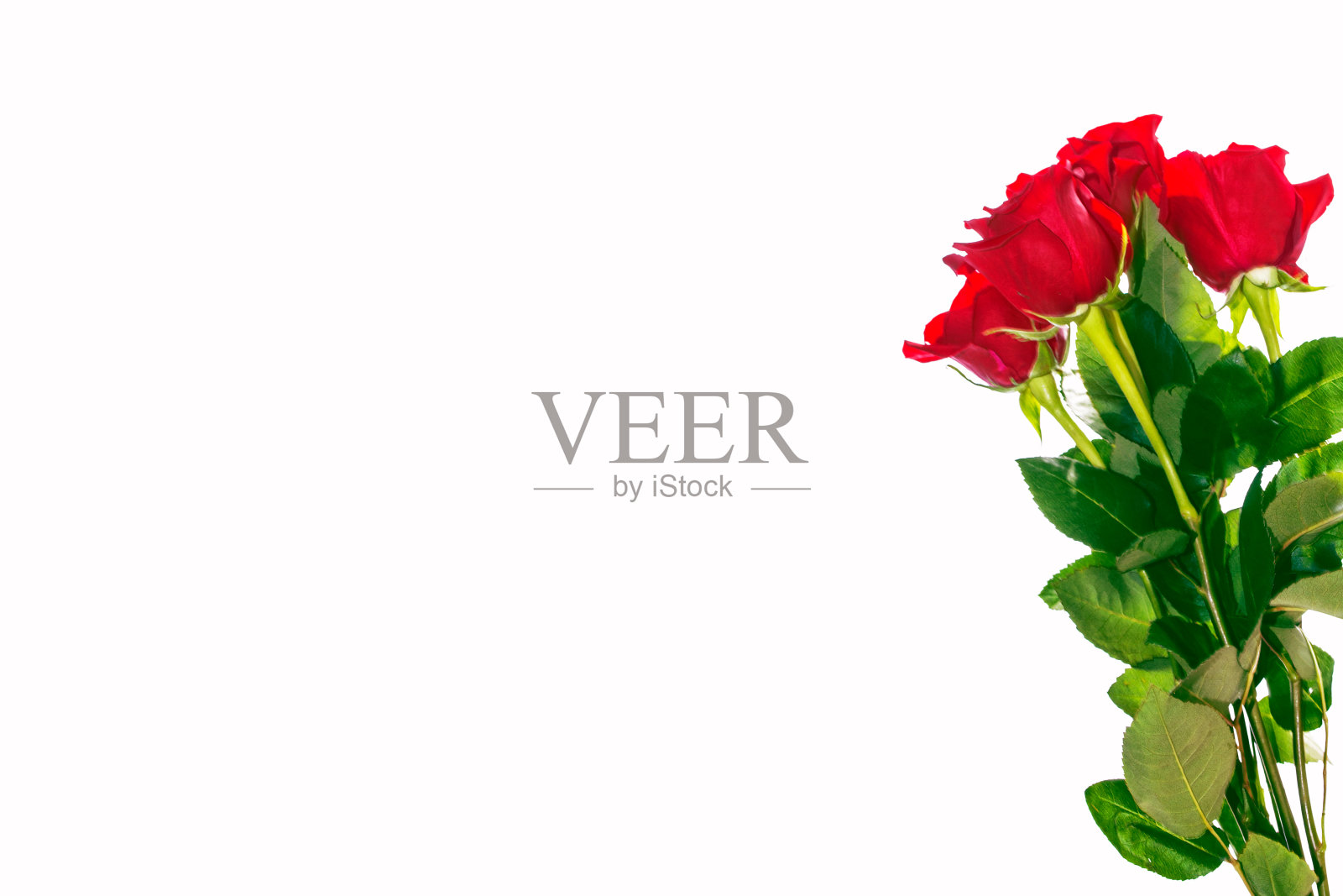 花蕾玫瑰在白色的背景。照片摄影图片