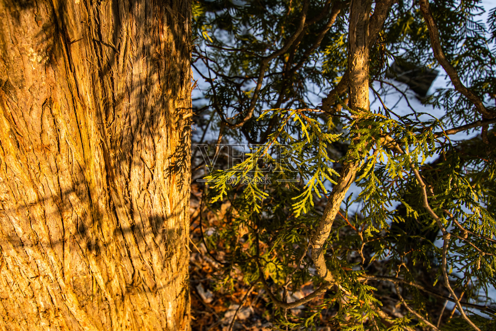 雪松树照片摄影图片