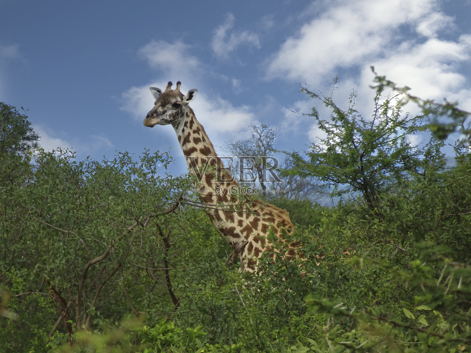 安博塞利国家公园的长颈鹿和乞力马扎罗山照片摄影图片