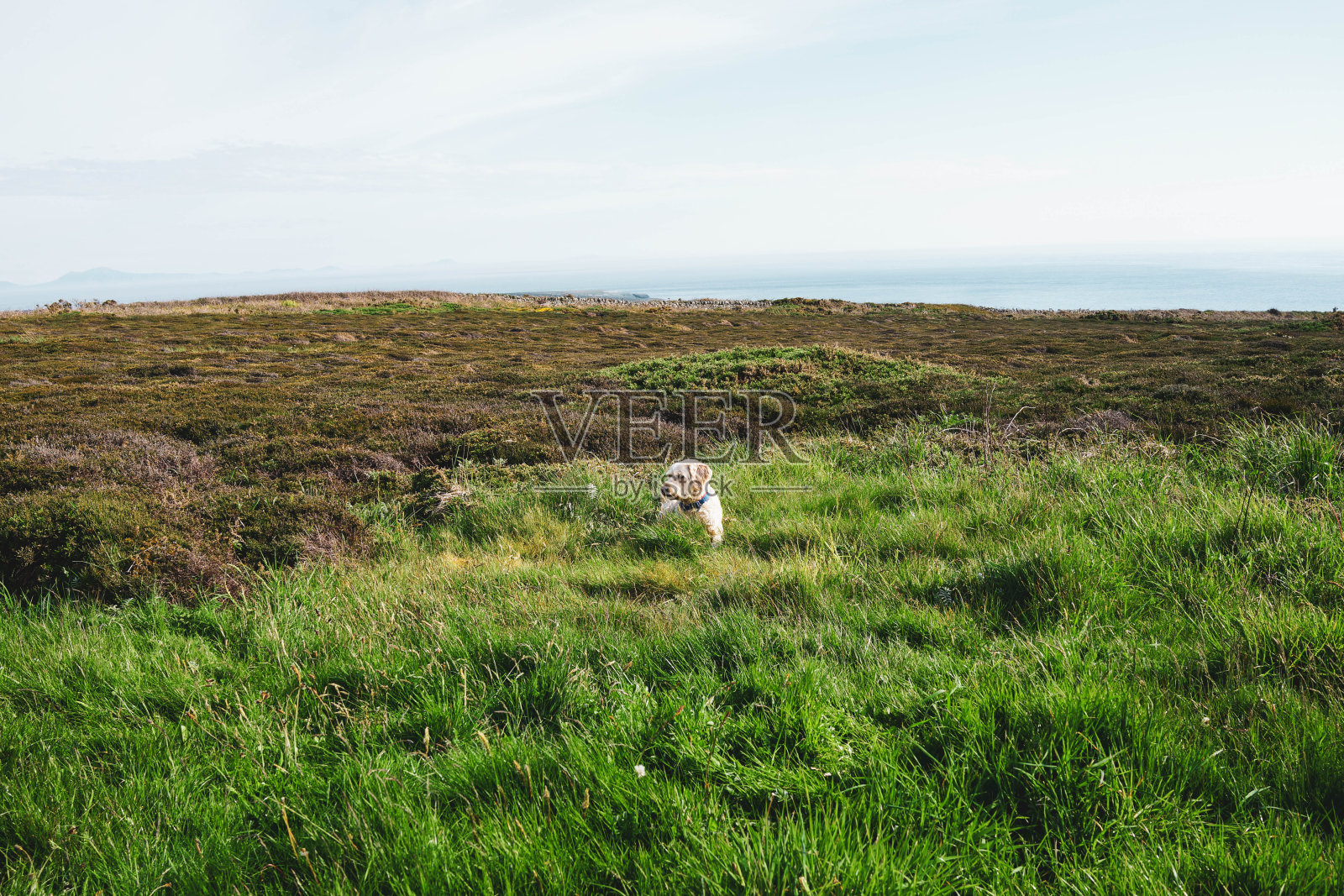 藏在草后面的狗照片摄影图片