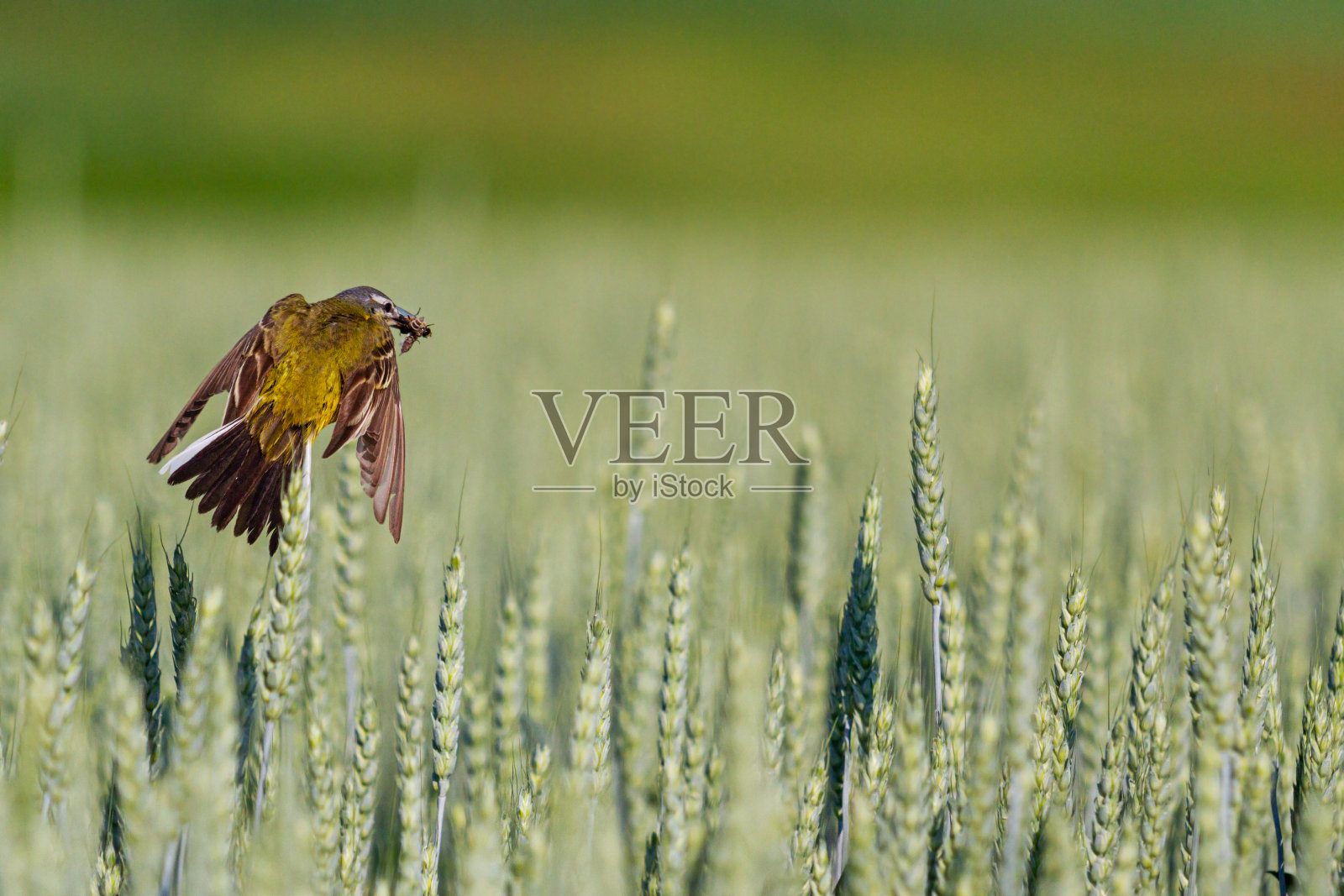 鸟嘴里叼着虫子飞在麦地里照片摄影图片