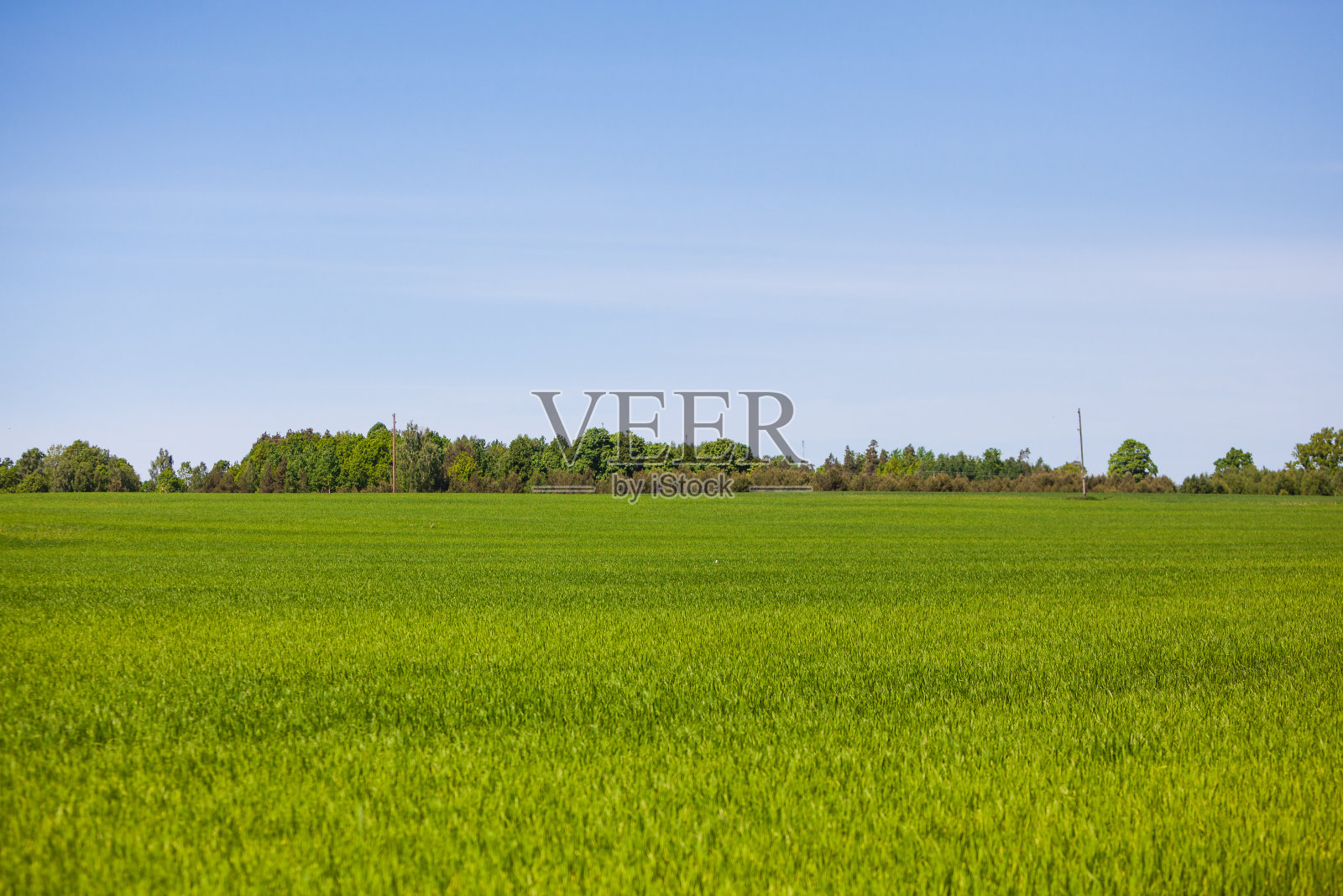 草地上绿草如茵照片摄影图片