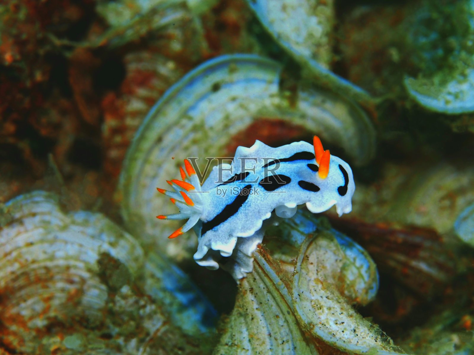 海蛞蝓照片摄影图片