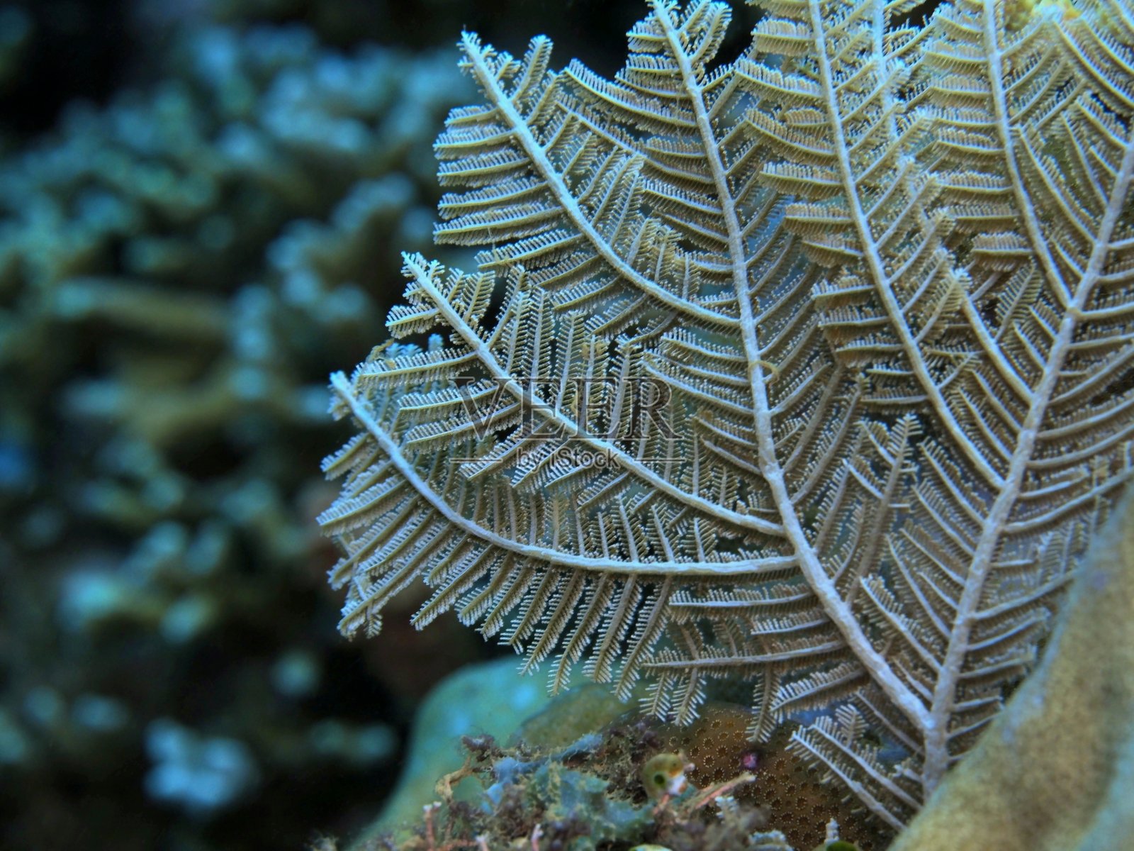 水螅虫类的照片摄影图片