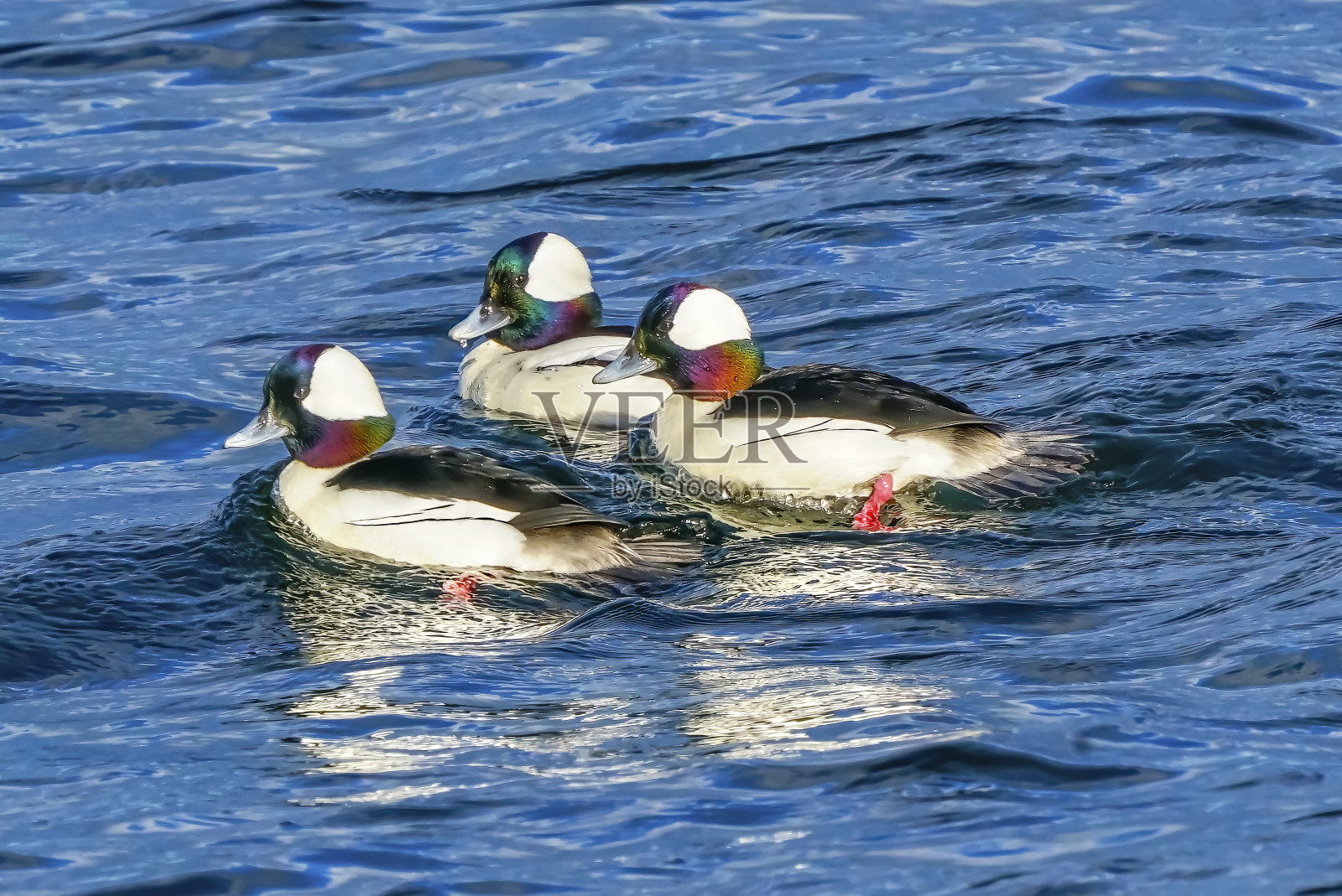Bufflehead鸭华盛顿贝尔维尤湖照片摄影图片