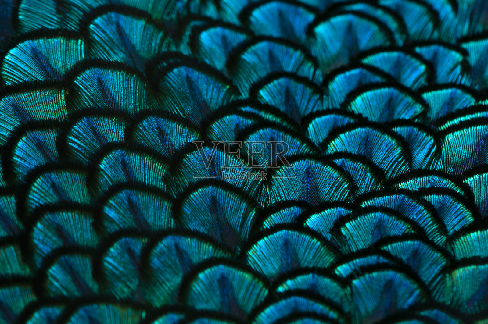 孔雀羽毛的特写。宏观蓝色羽毛，羽毛，鸟，动物。宏观照片。照片摄影图片