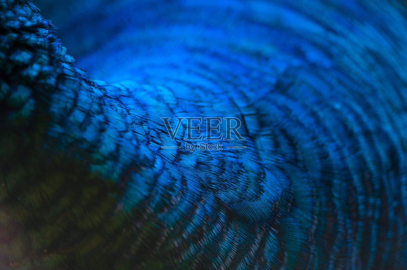 孔雀羽毛的特写。宏观蓝色羽毛，羽毛，鸟，动物。宏观照片。照片摄影图片