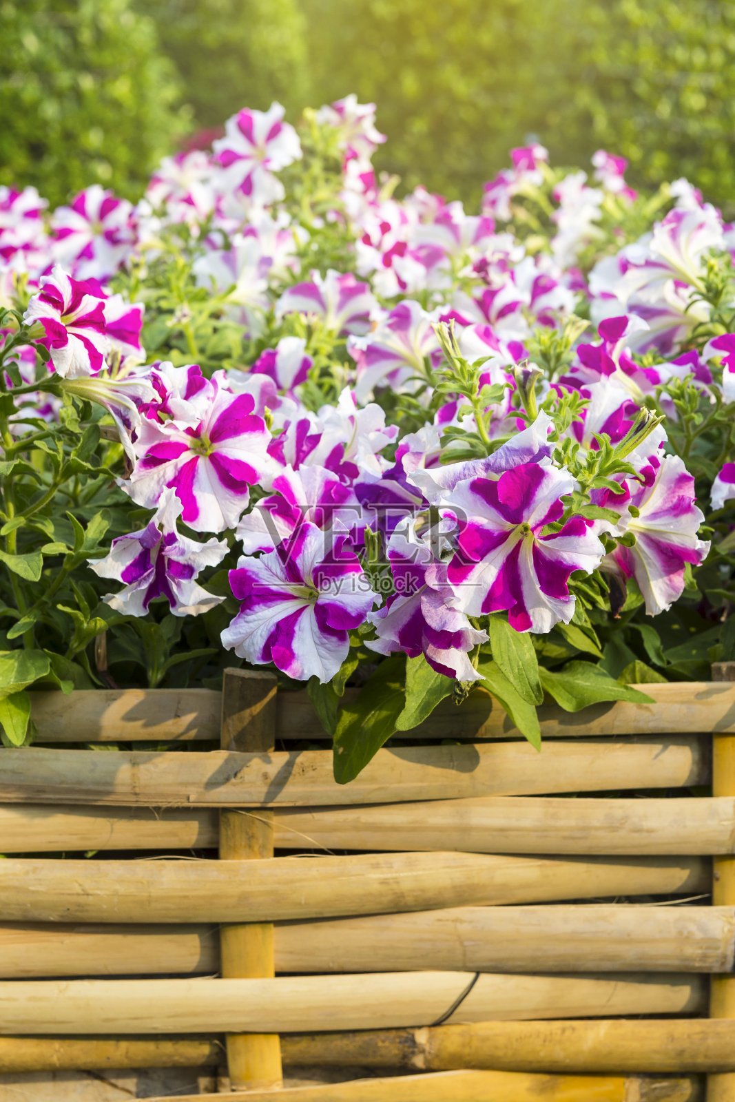 彩色的牵牛花花园与早晨的户外白昼的光照片摄影图片