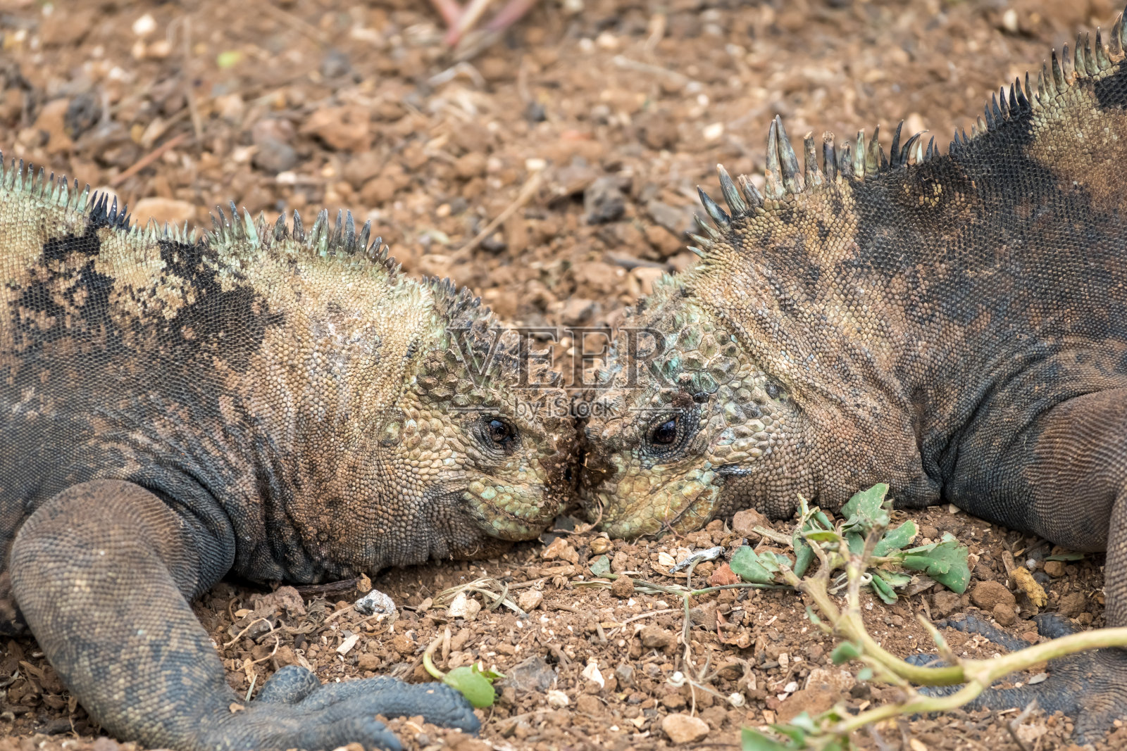 厄瓜多尔加拉帕戈斯群岛，圣克里斯托巴尔岛，波多巴克利佐莫雷诺岛，为争夺雌性的海鬣蜥照片摄影图片