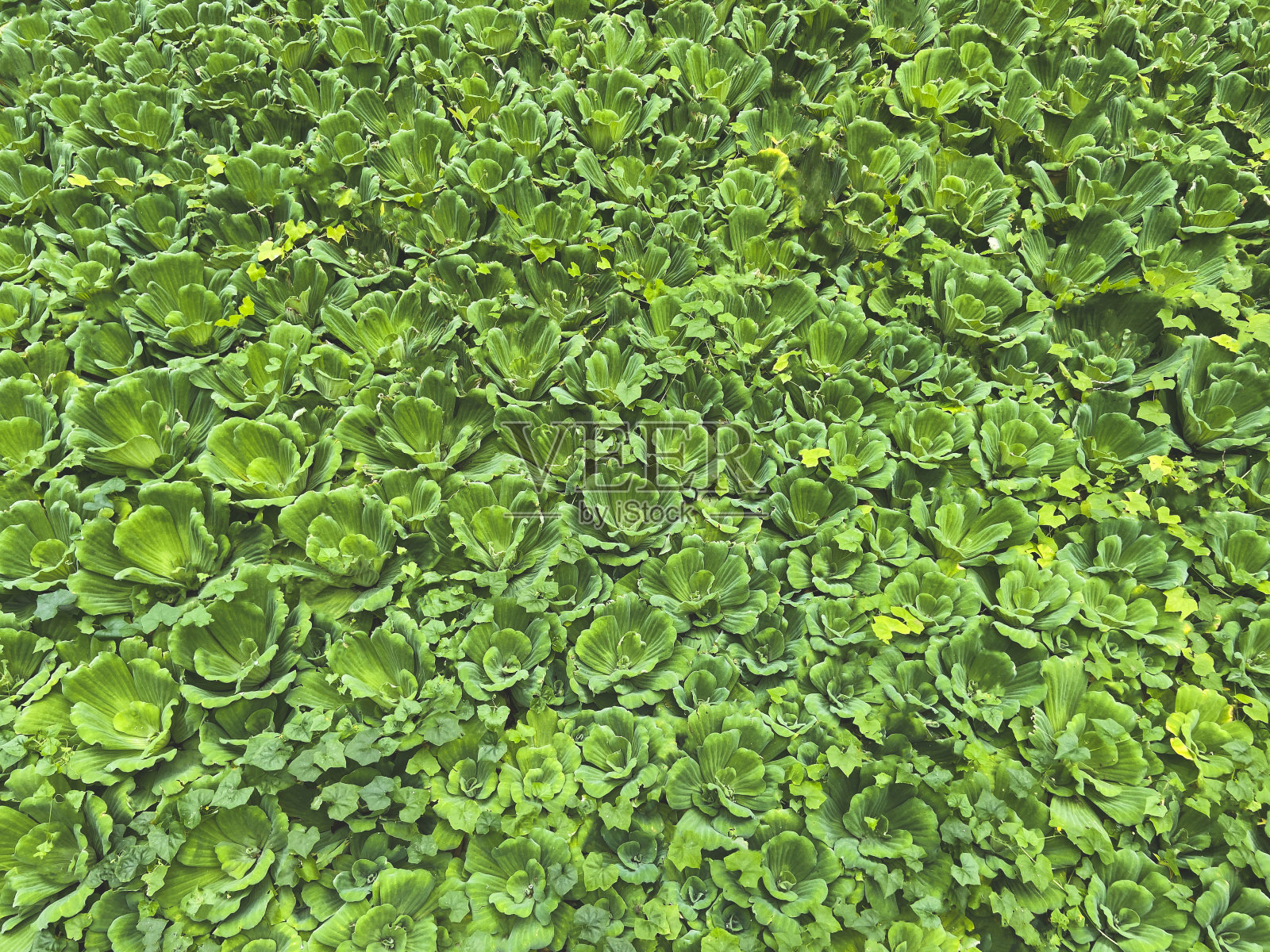 水生菜、水浮莲stratiotes。一种多叶、多花的植物。自然生态结构、模式、背景照片摄影图片