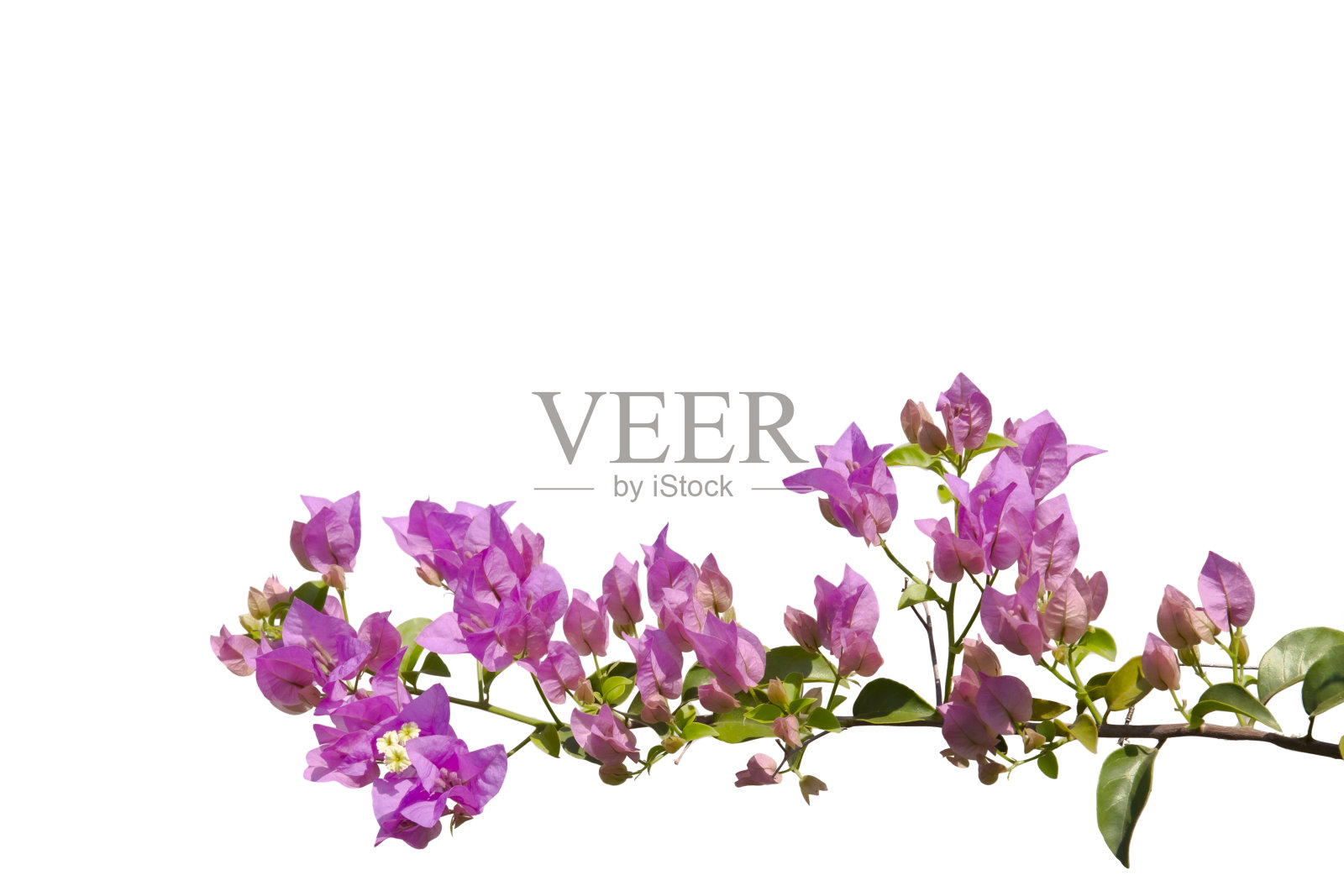 在白色背景上孤立的三角梅枝。剪切路径。照片摄影图片