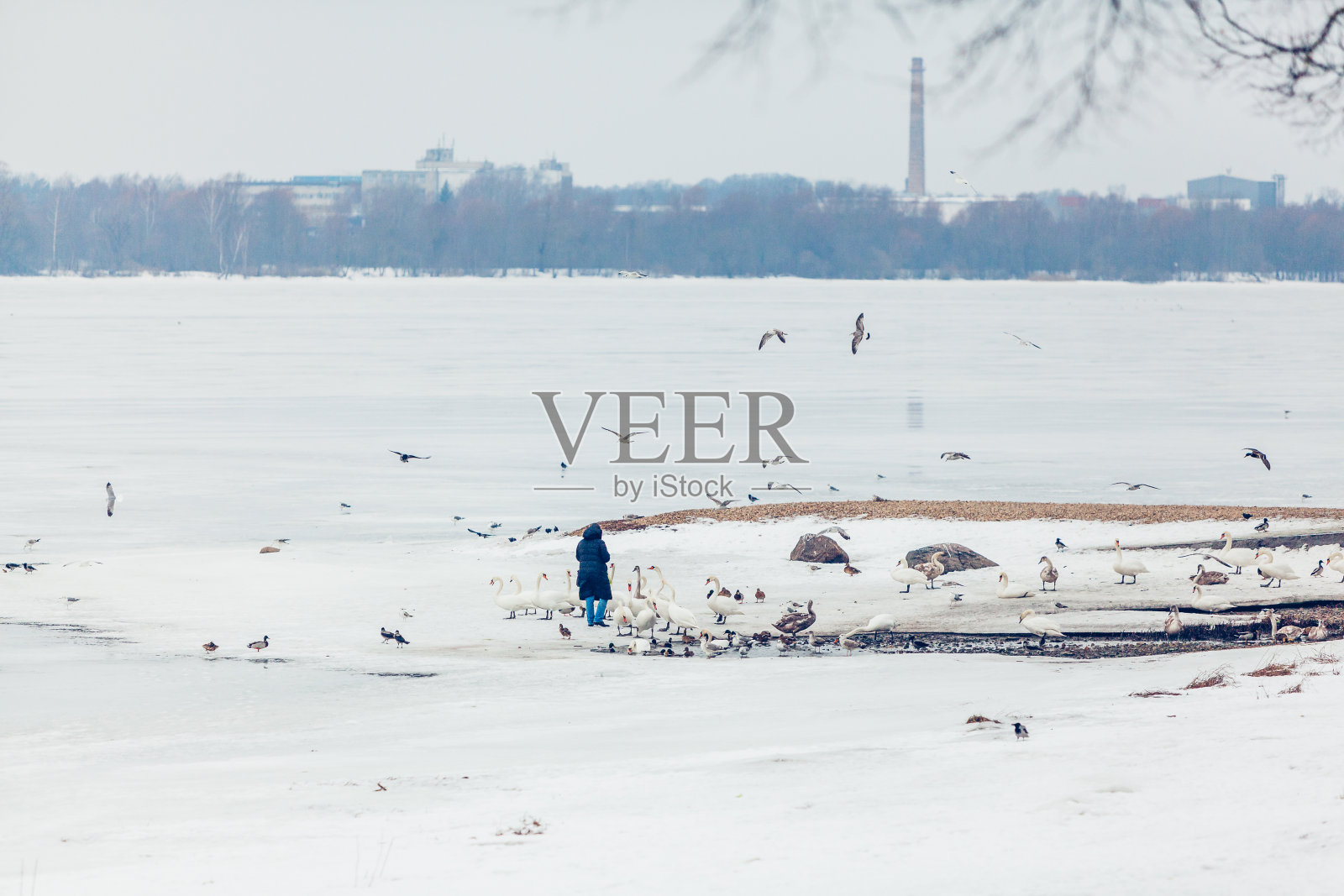 人在冰封的河上喂天鹅照片摄影图片
