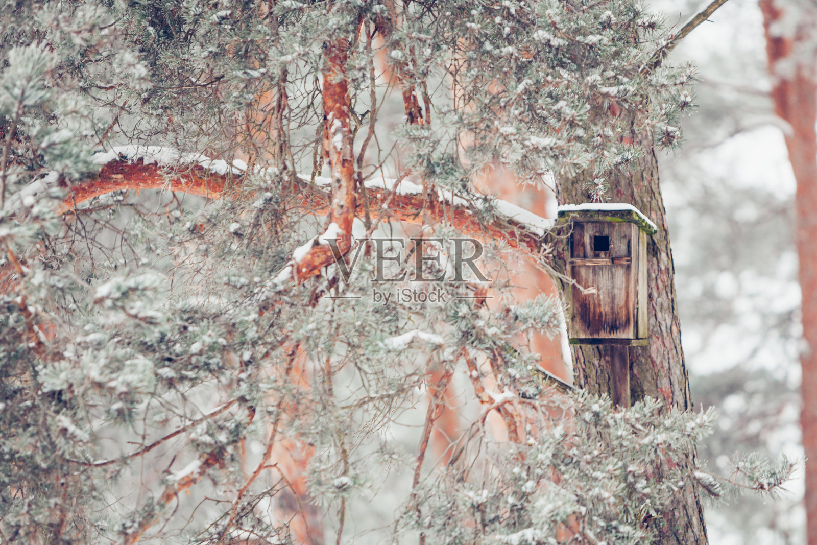 禽舍的木头照片摄影图片