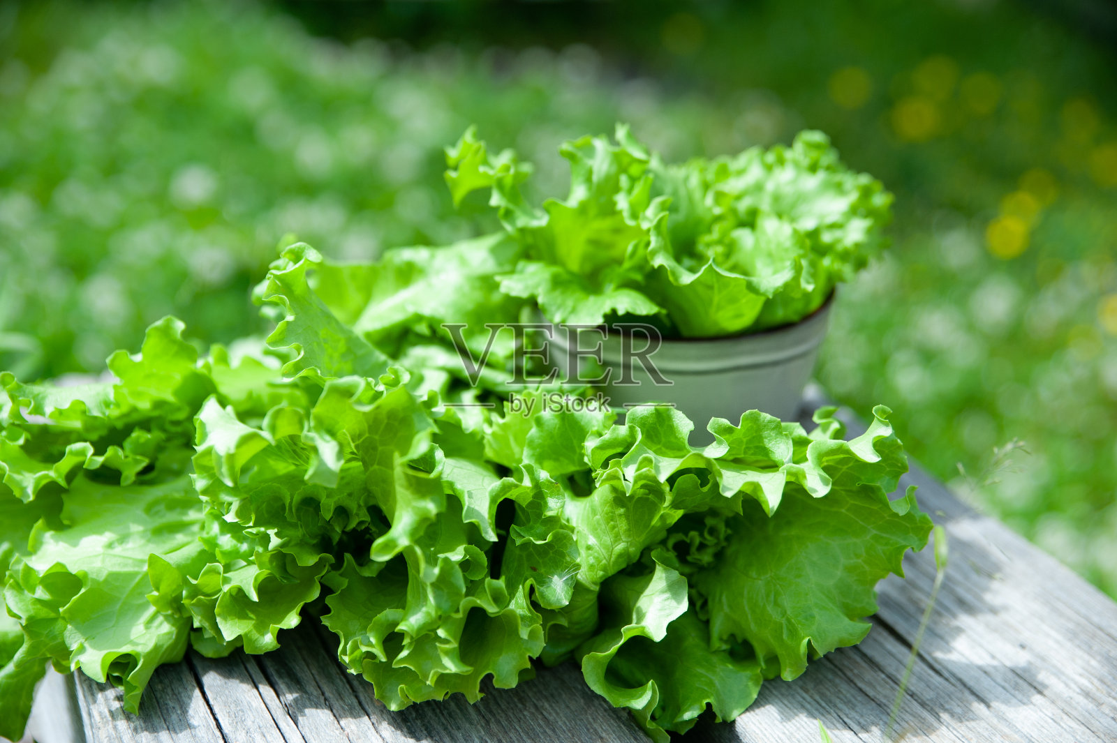 新鲜生菜叶，近距离，有机食品，农业和水培概念，乡村风格照片摄影图片