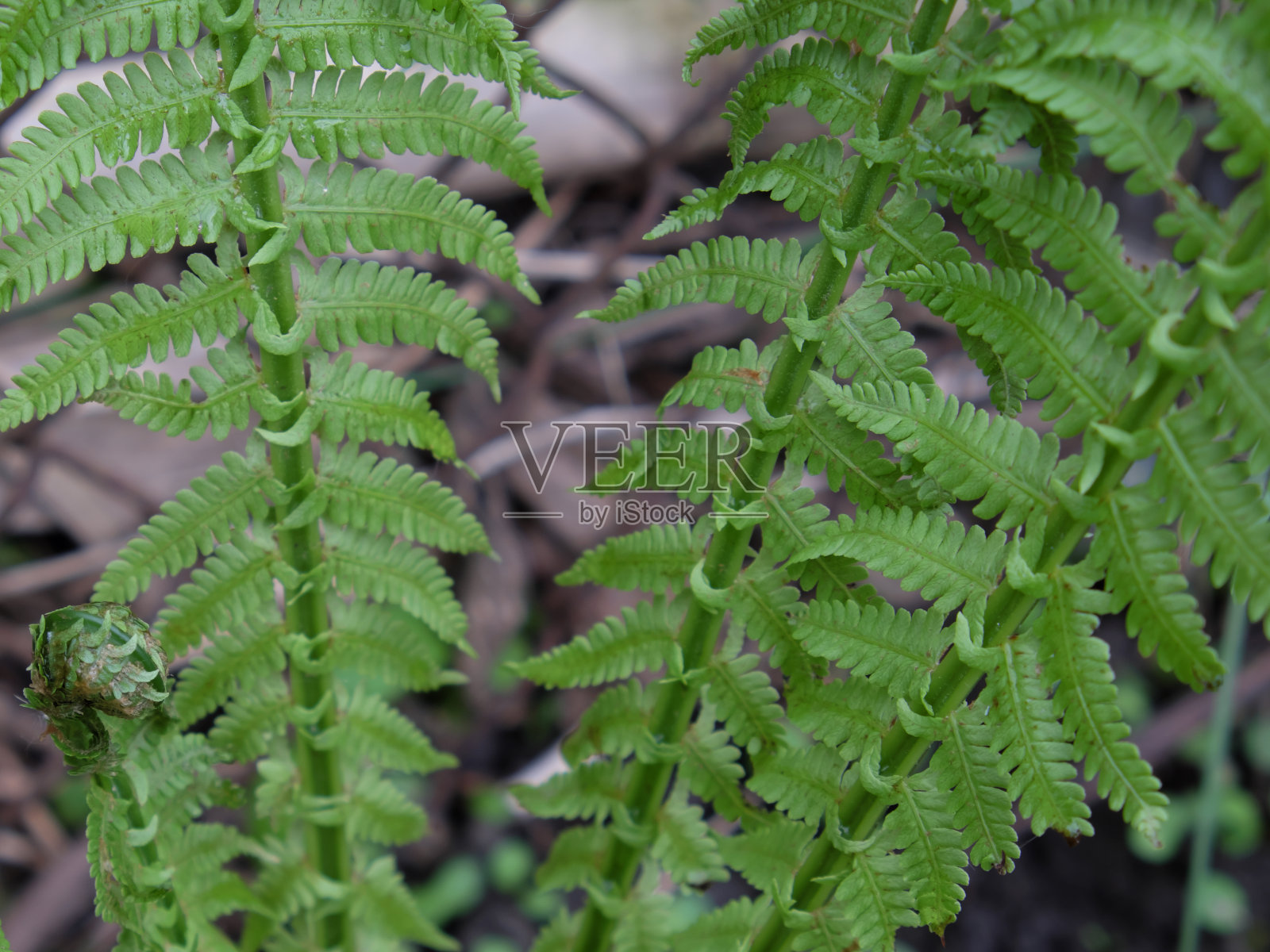黑色背景上的蕨类叶子。美丽的植物。照片摄影图片