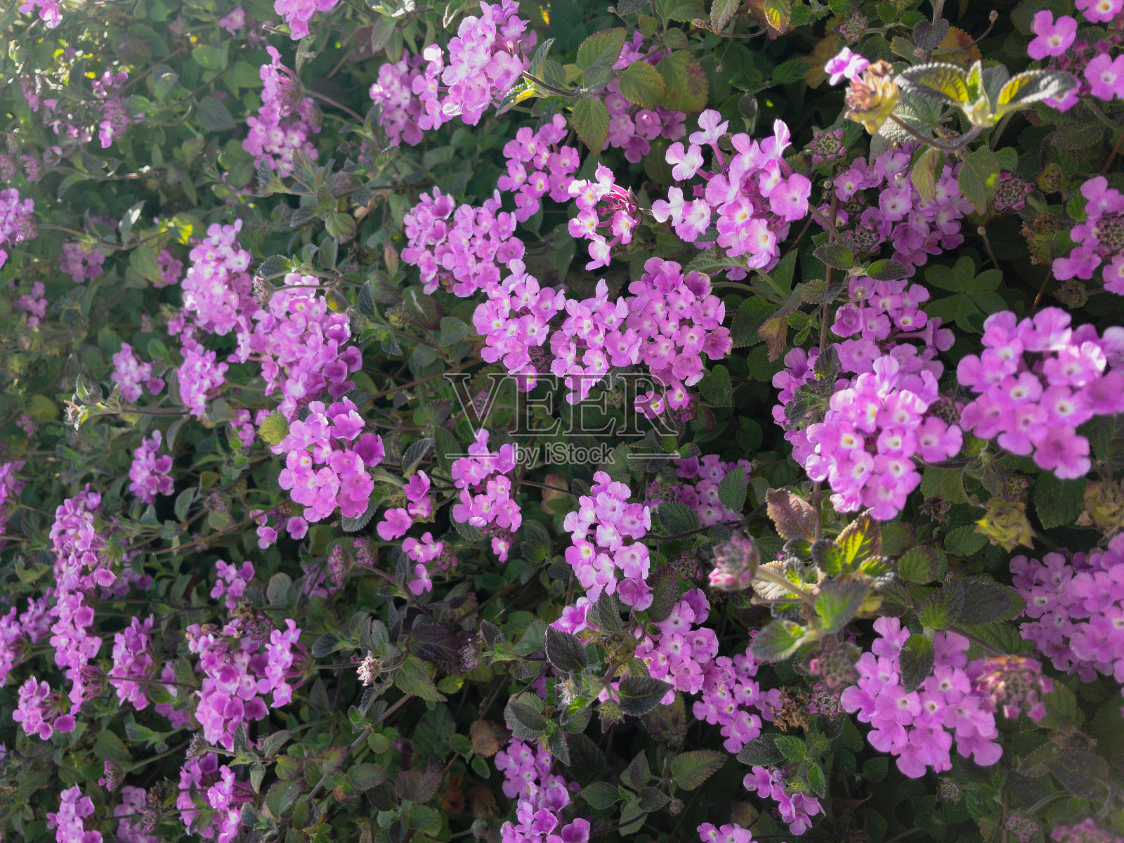 小紫的花朵照片摄影图片