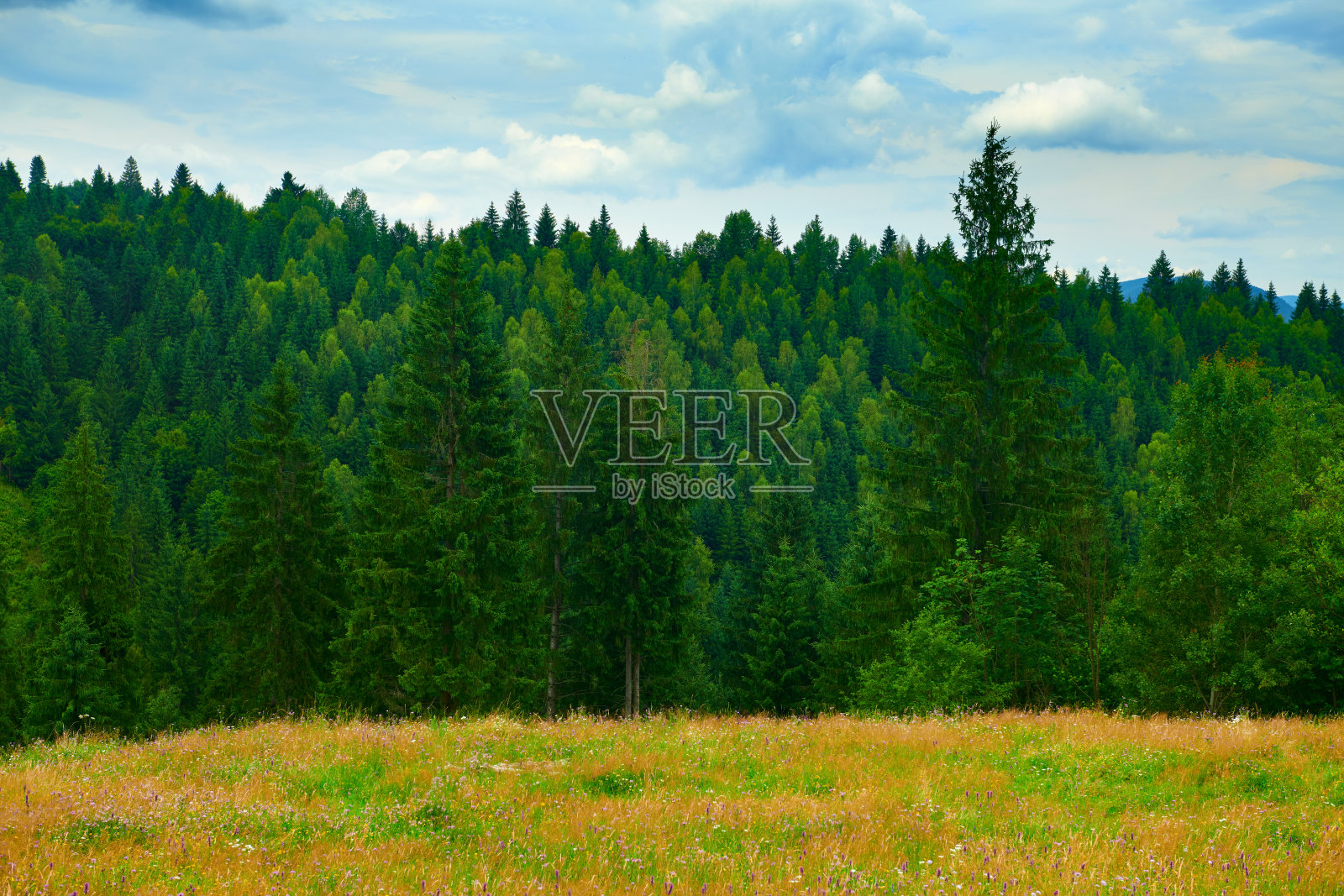 大自然，喀尔巴阡山的夏季景观，野花和草地，山上云杉，美丽的多云天空照片摄影图片