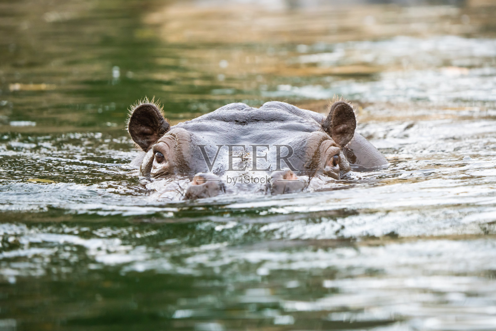 河马照片摄影图片