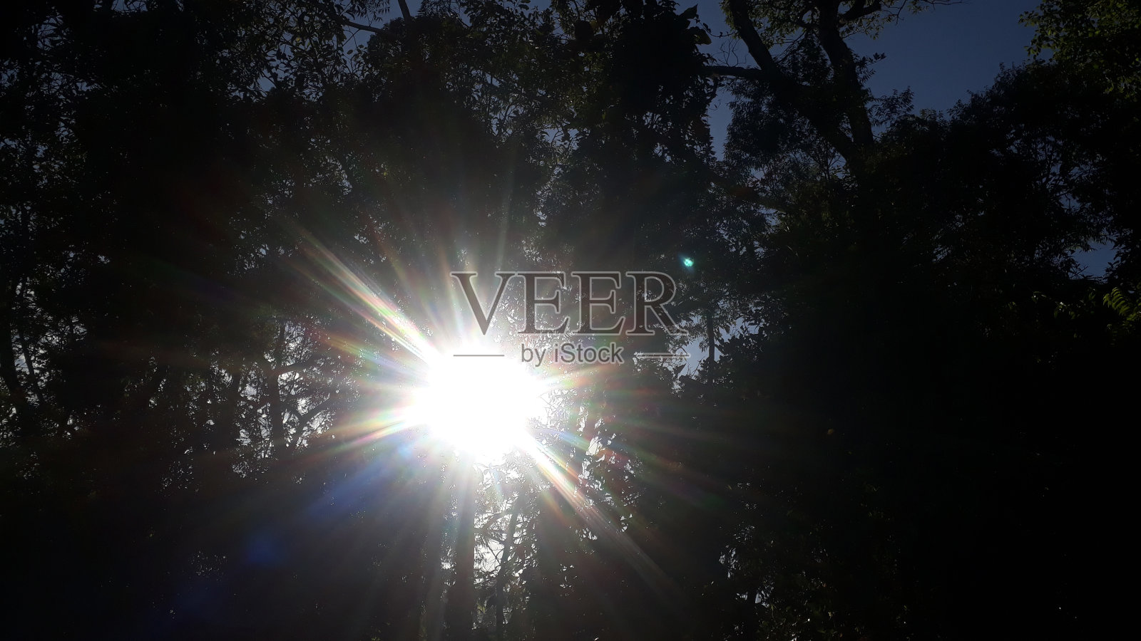 阳光trought树照片摄影图片