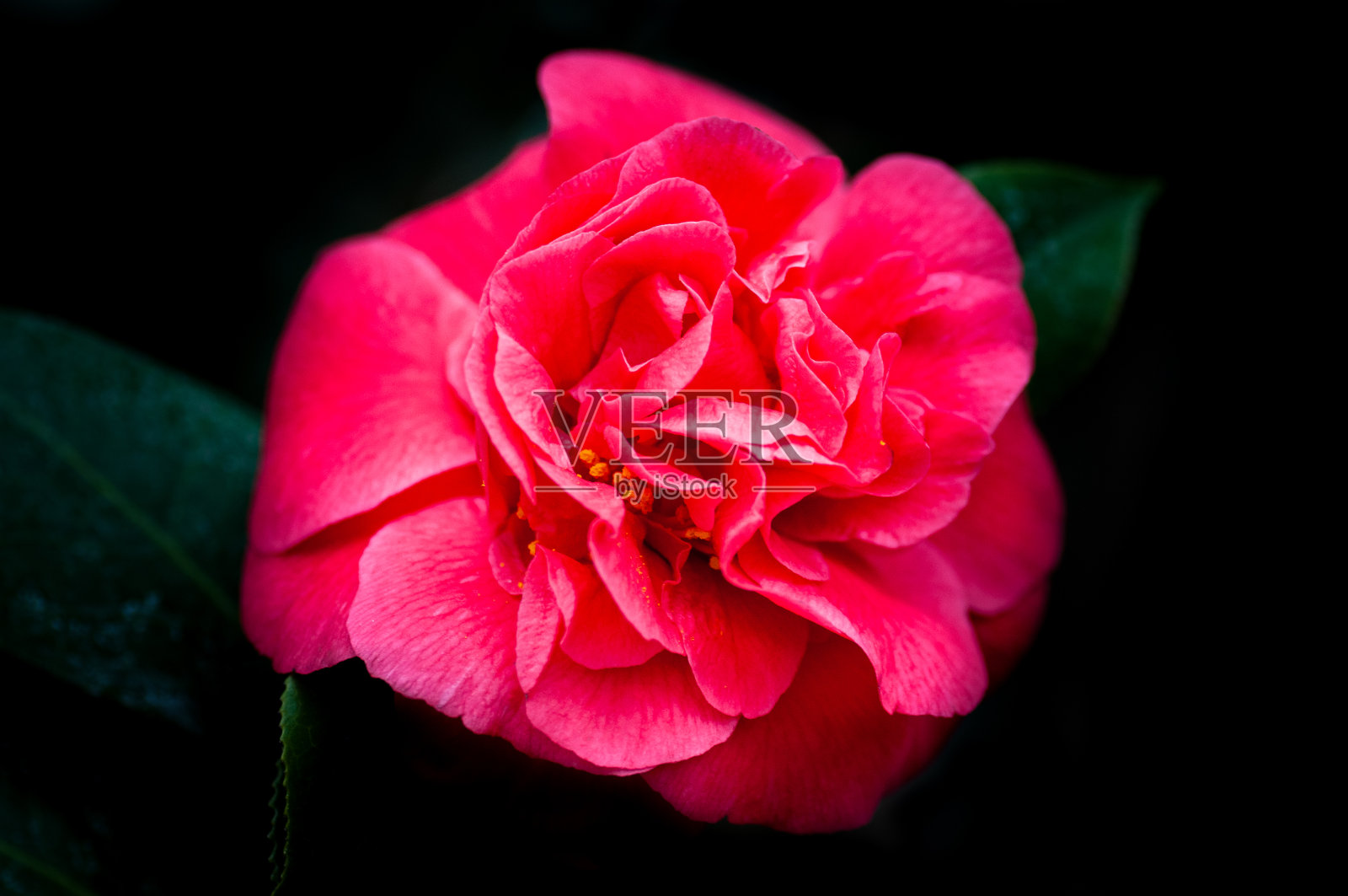 粉红色的杜鹃花从杜鹃花属在一个黑暗的背景。照片摄影图片