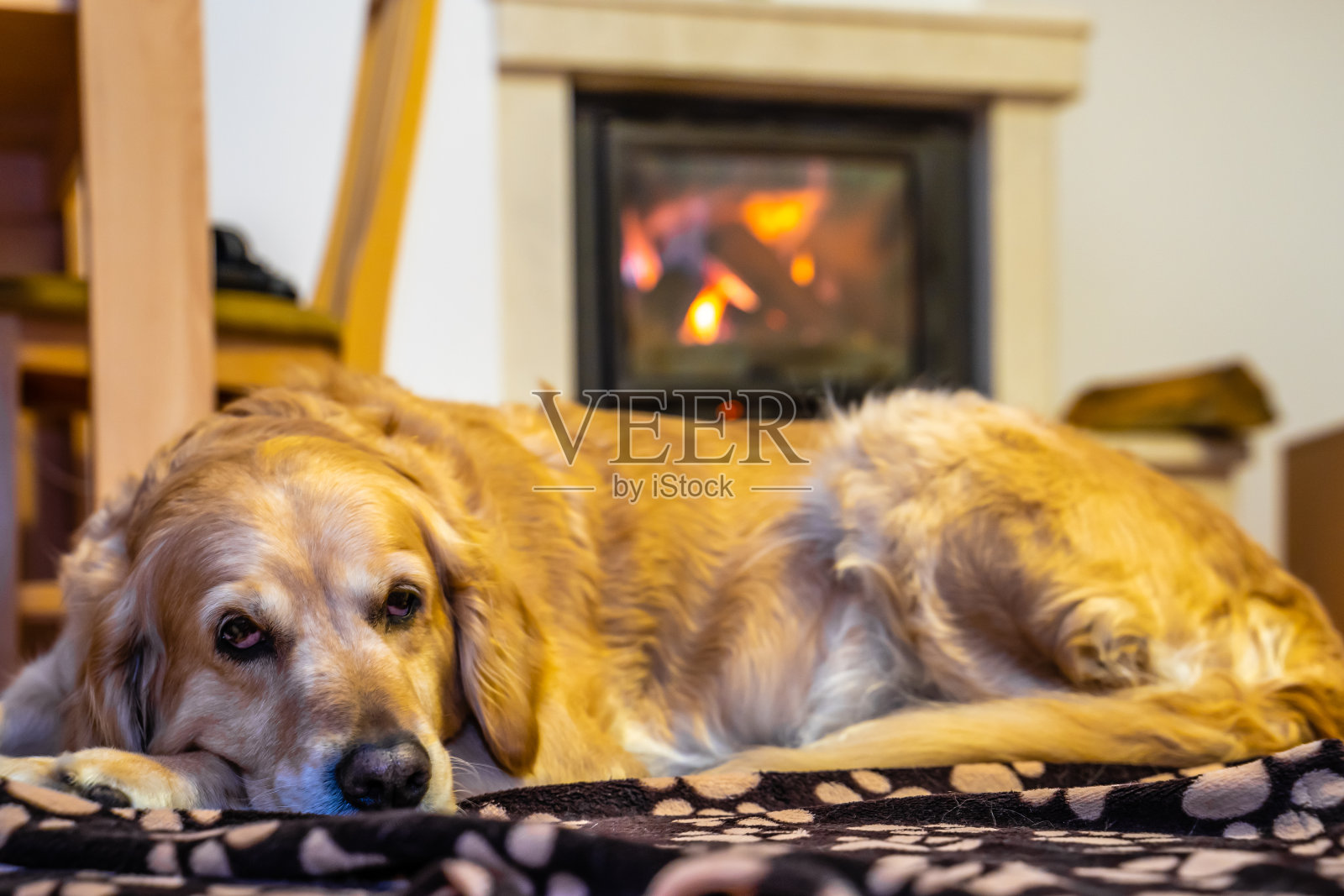 华丽的金毛猎犬疲倦地躺在毯子上在农舍燃烧的壁炉前照片摄影图片