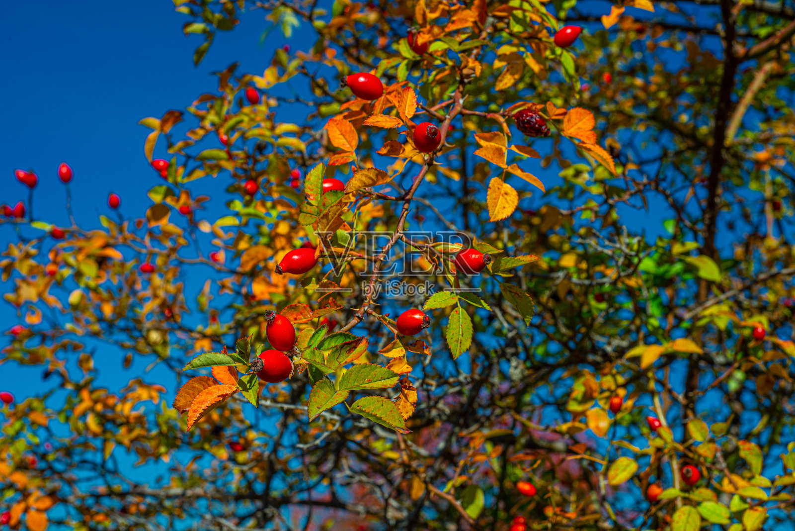 欧洲塞尔维亚东部山区的秋叶照片摄影图片