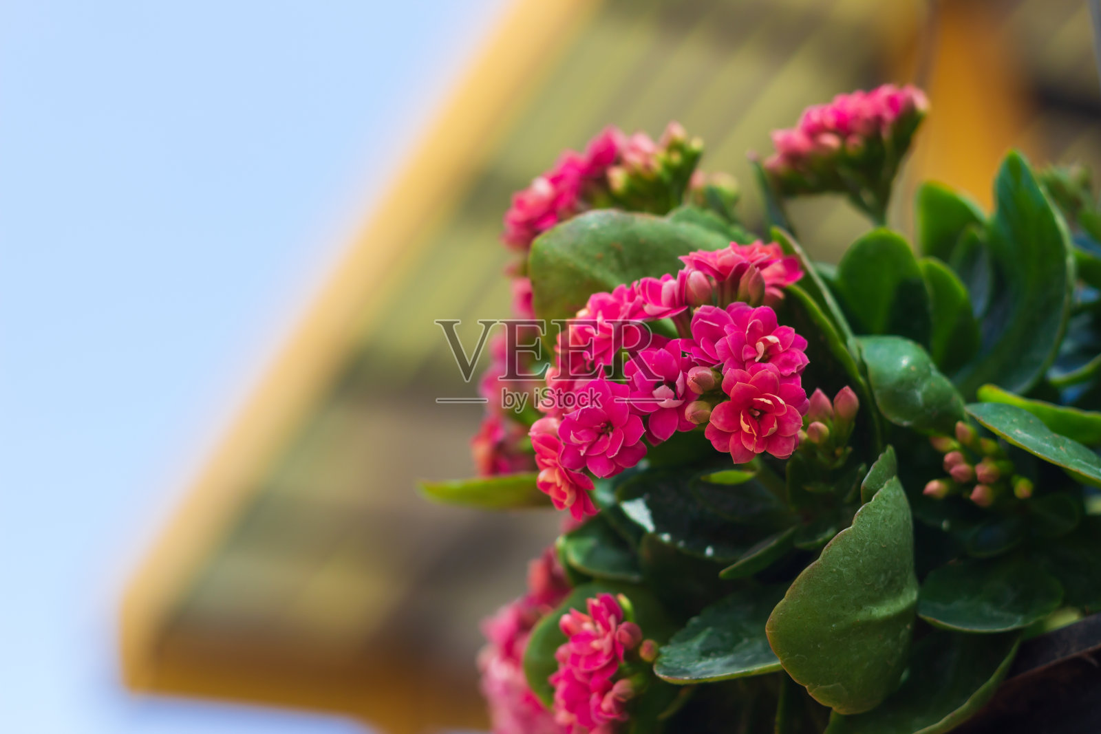 美丽的红花照片摄影图片