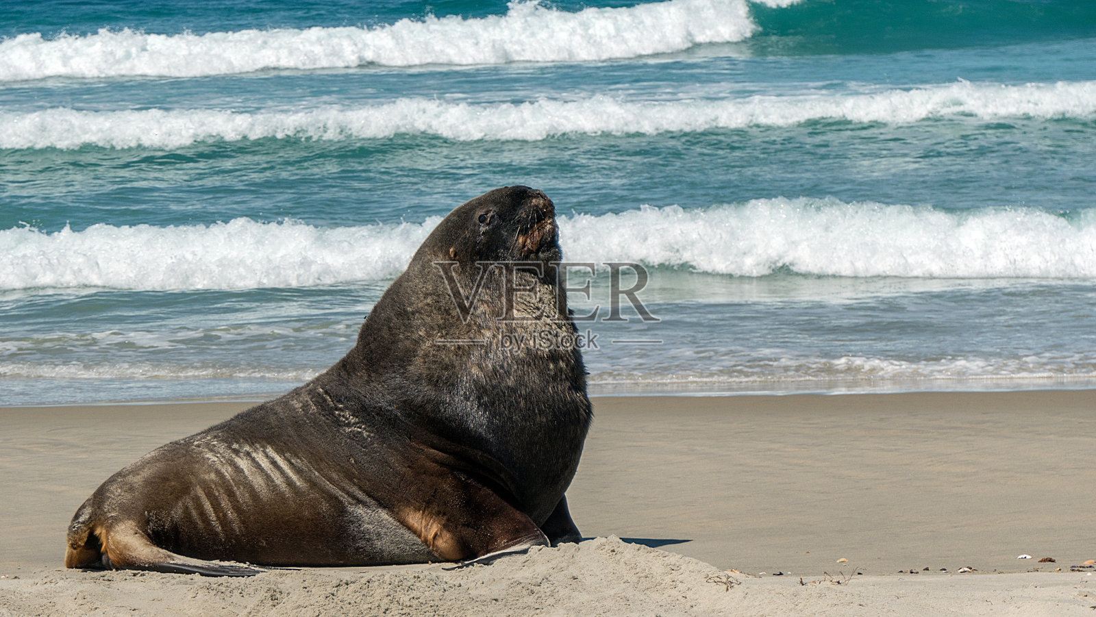 海狮在海滩上，靠近大海。照片摄影图片