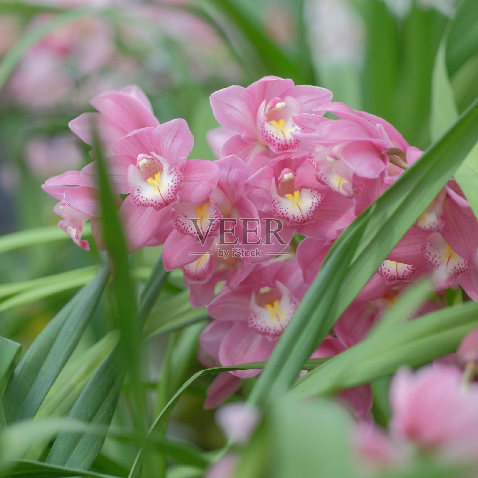 室内热带兰花照片摄影图片