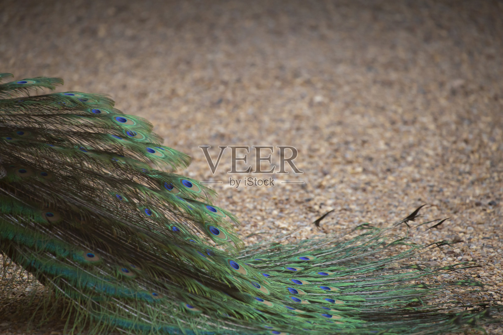 美丽的孔雀。孔雀尾巴上的羽毛。照片摄影图片