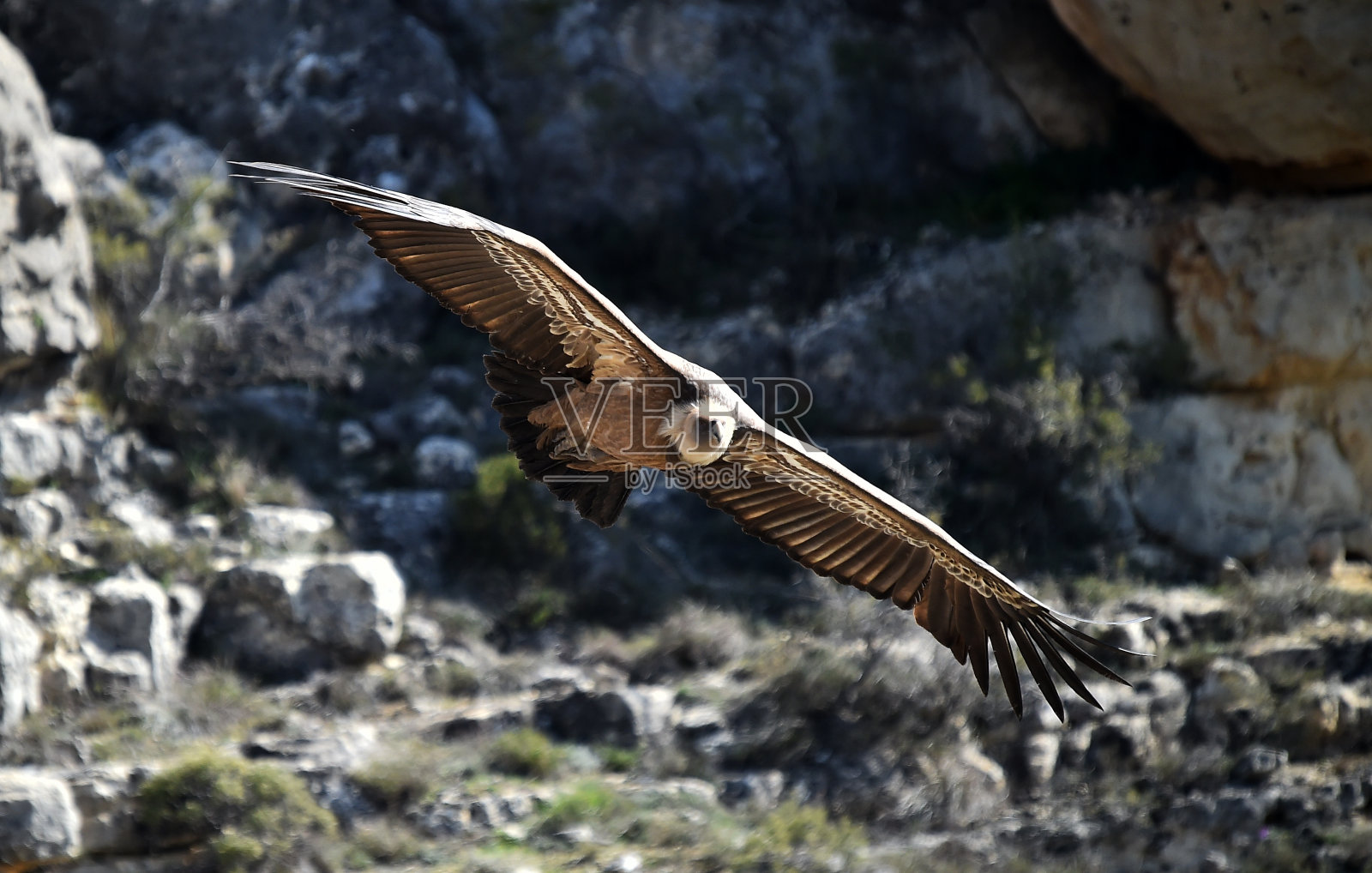 秃鹰照片摄影图片