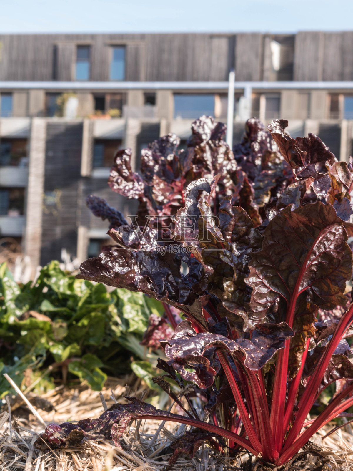 都市菜园照片摄影图片