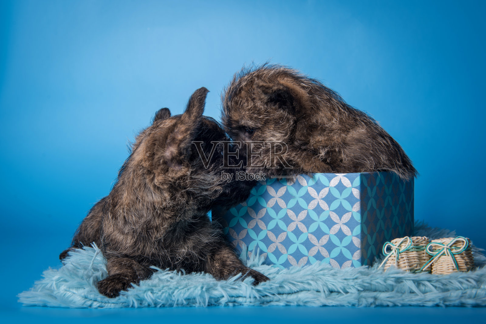 两只凯恩梗幼犬互相亲吻照片摄影图片