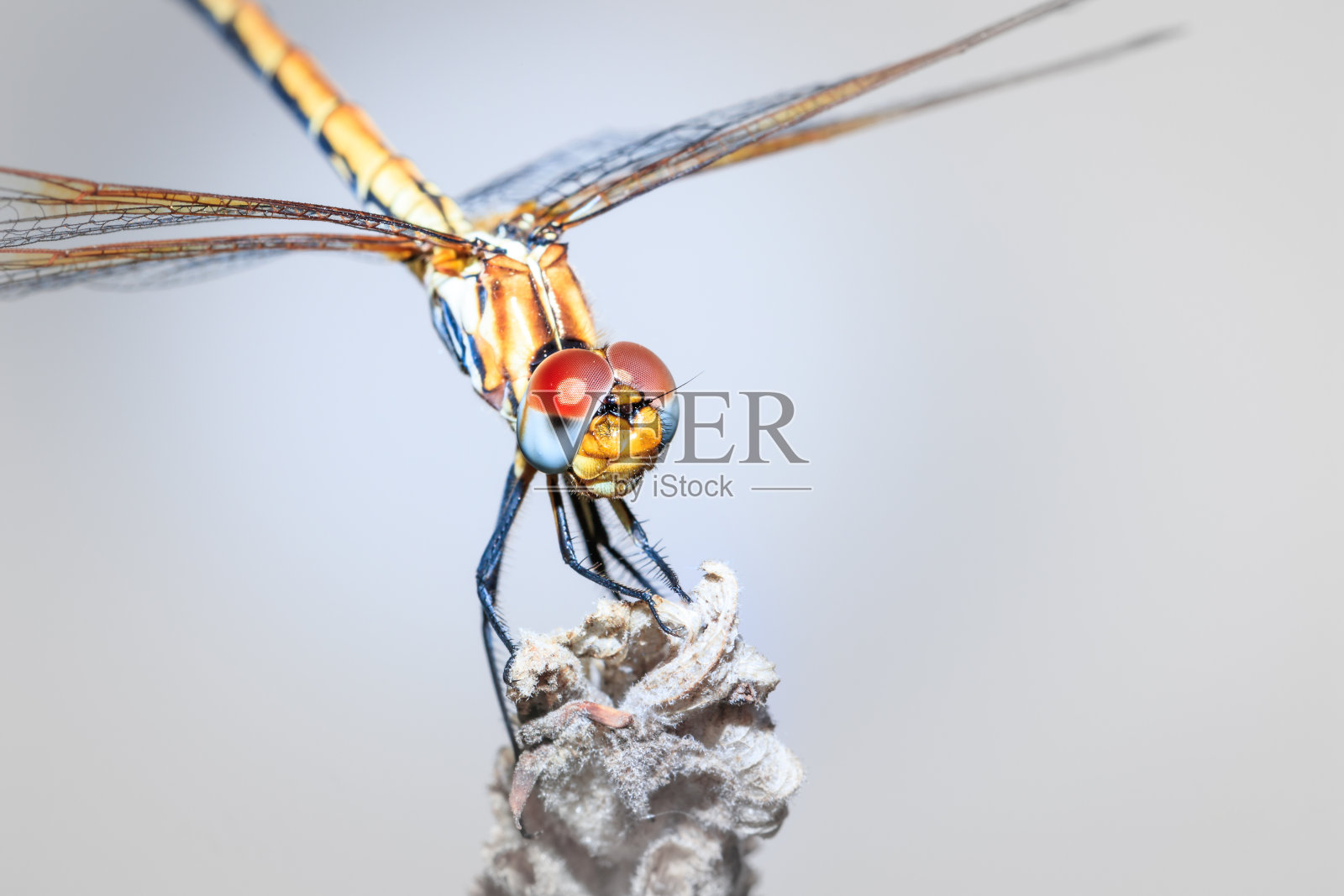 长着黄色眼睛的大蜻蜓(蜻蜓)栖息在一种薰衣草植物上，开普敦，非洲照片摄影图片