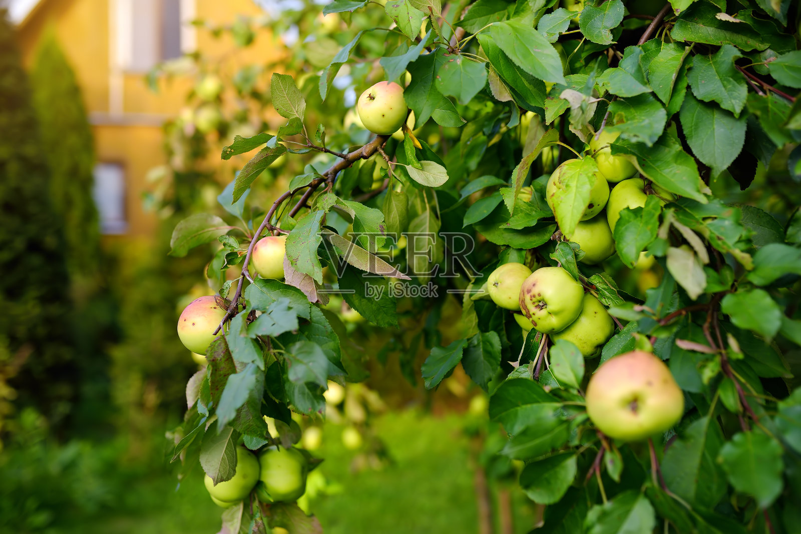 家果园树上的青苹果。照片摄影图片