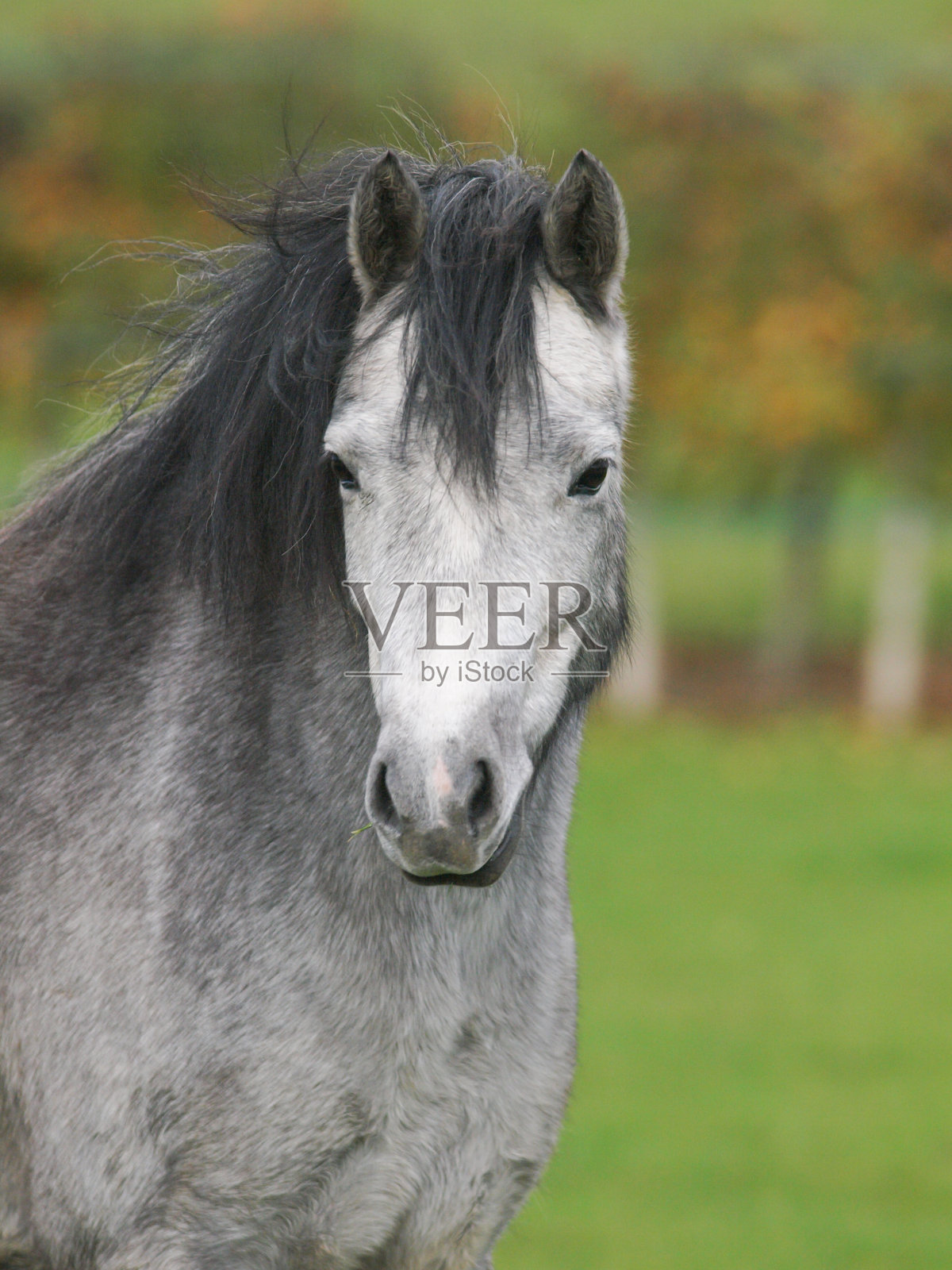 漂亮的威尔士矮种马照片摄影图片