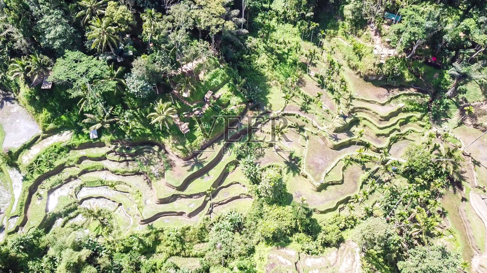 吉雅尔——巴厘岛乌布著名的绿色梯田照片摄影图片