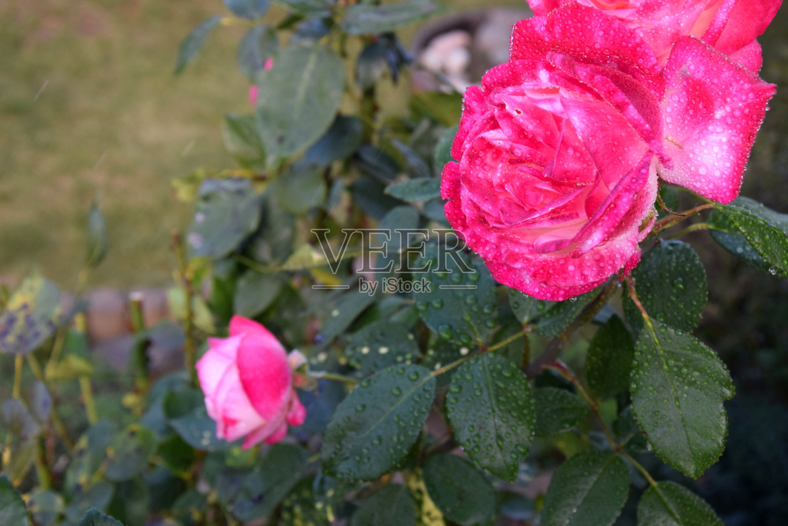 粉红色的玫瑰花与花瓣上的水滴-美丽的花园-微距拍摄照片摄影图片